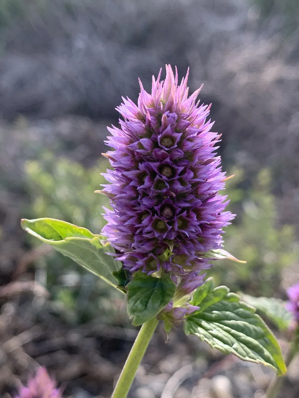 Western Giant Hyssop  Tapteal Native Plants