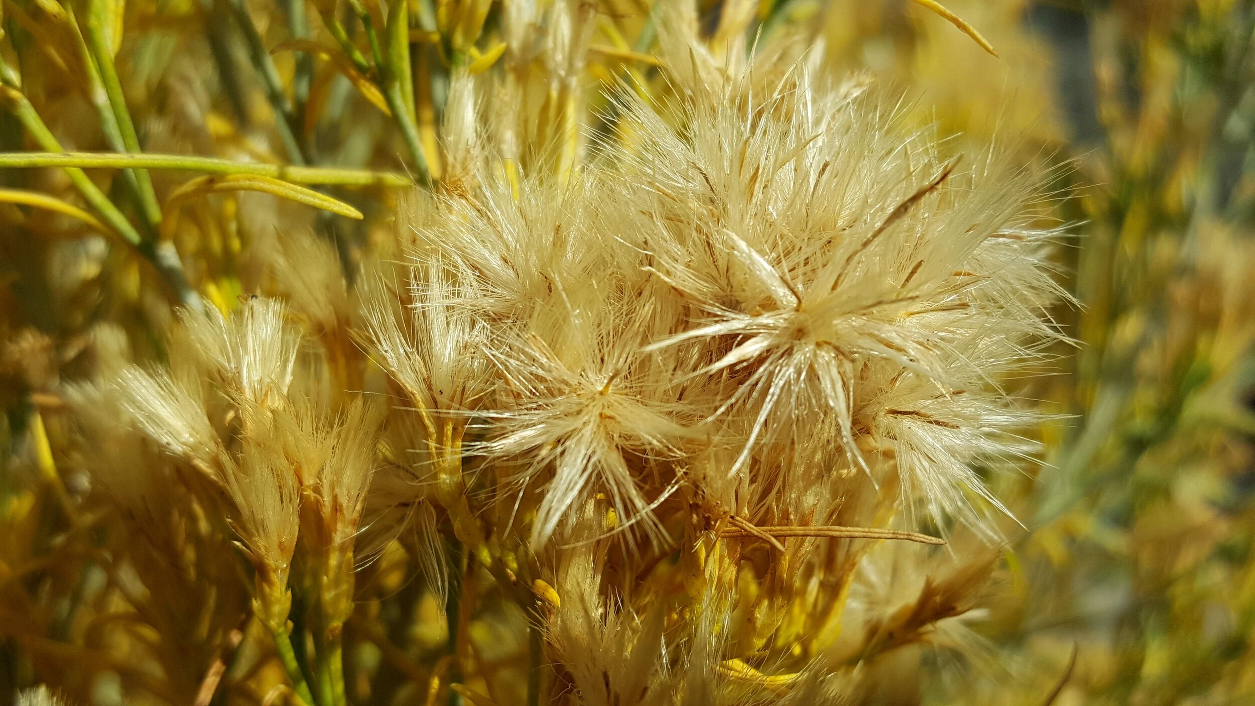 GreyRabbitbrush_seedhead.jpg