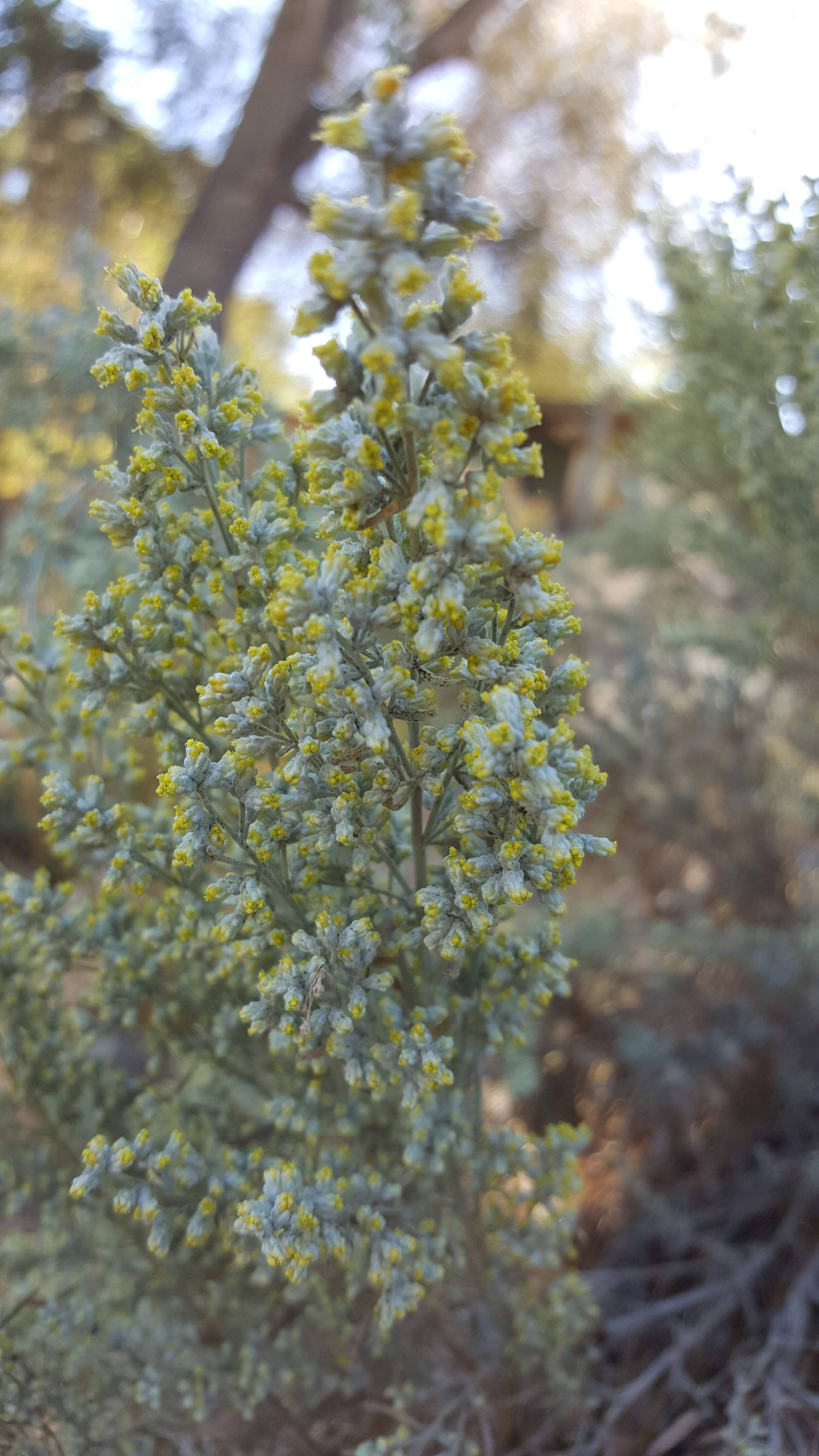 WyomingSagebrush.jpg