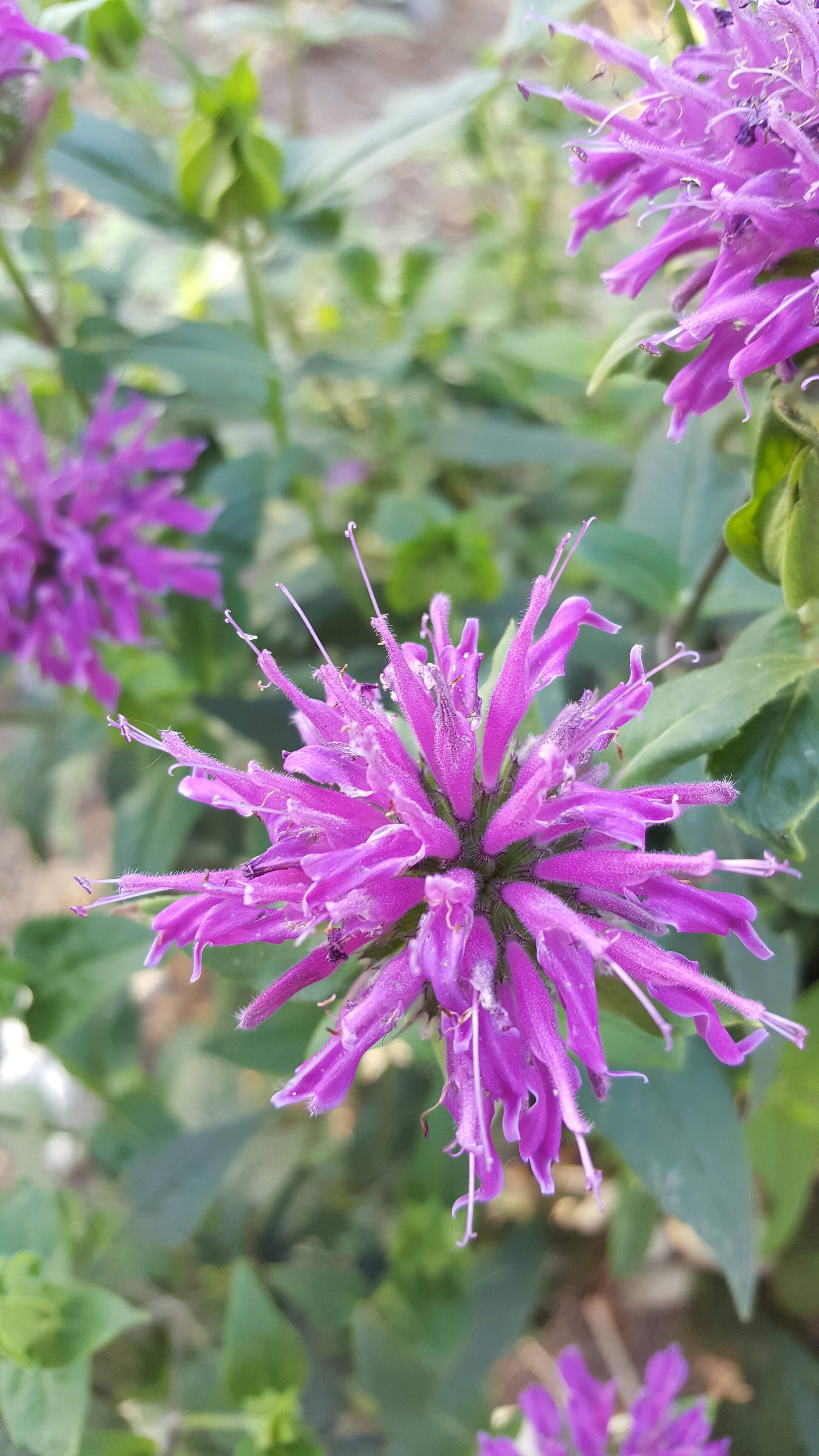 Bee Balm