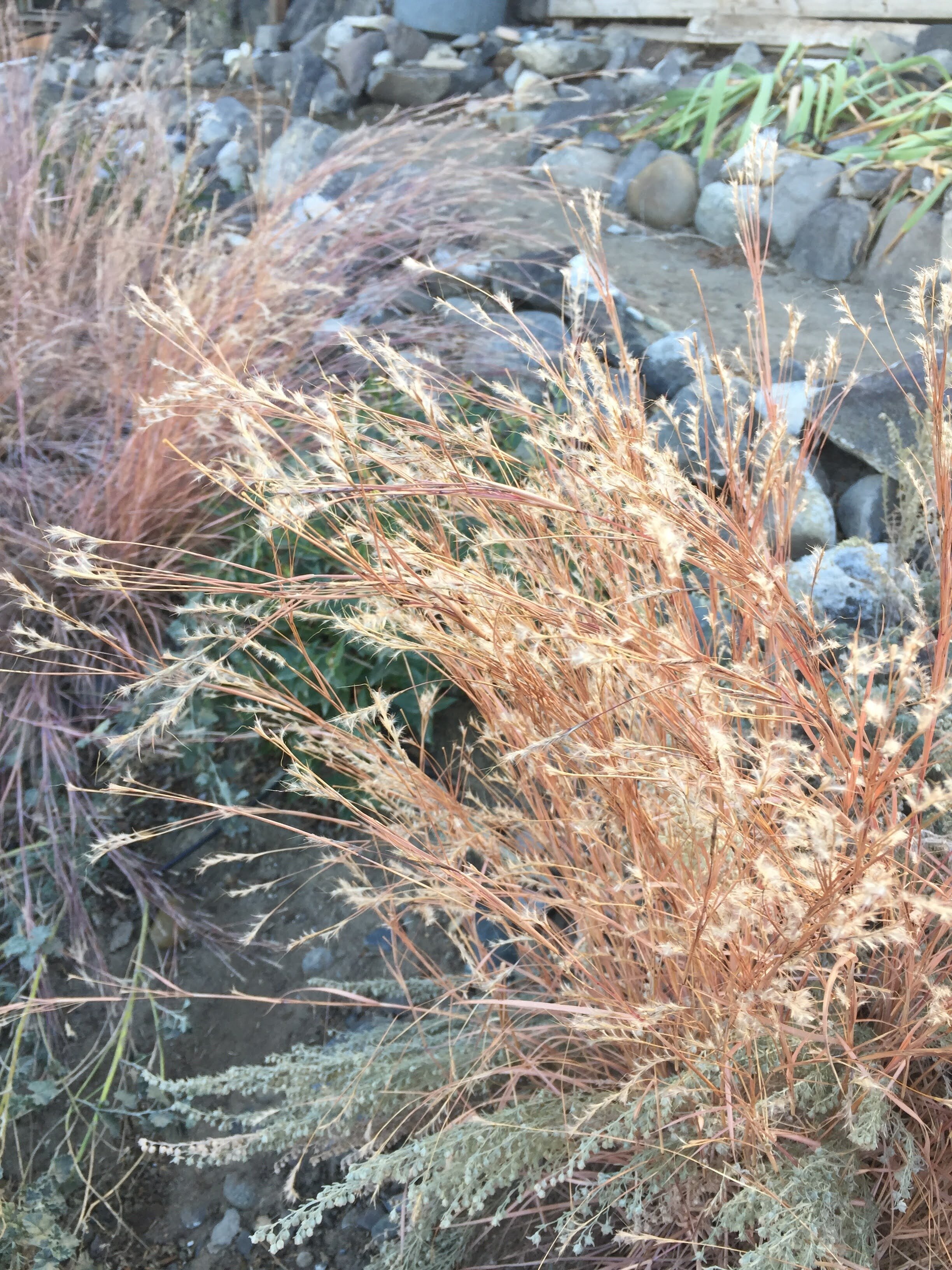 Little Bluestem