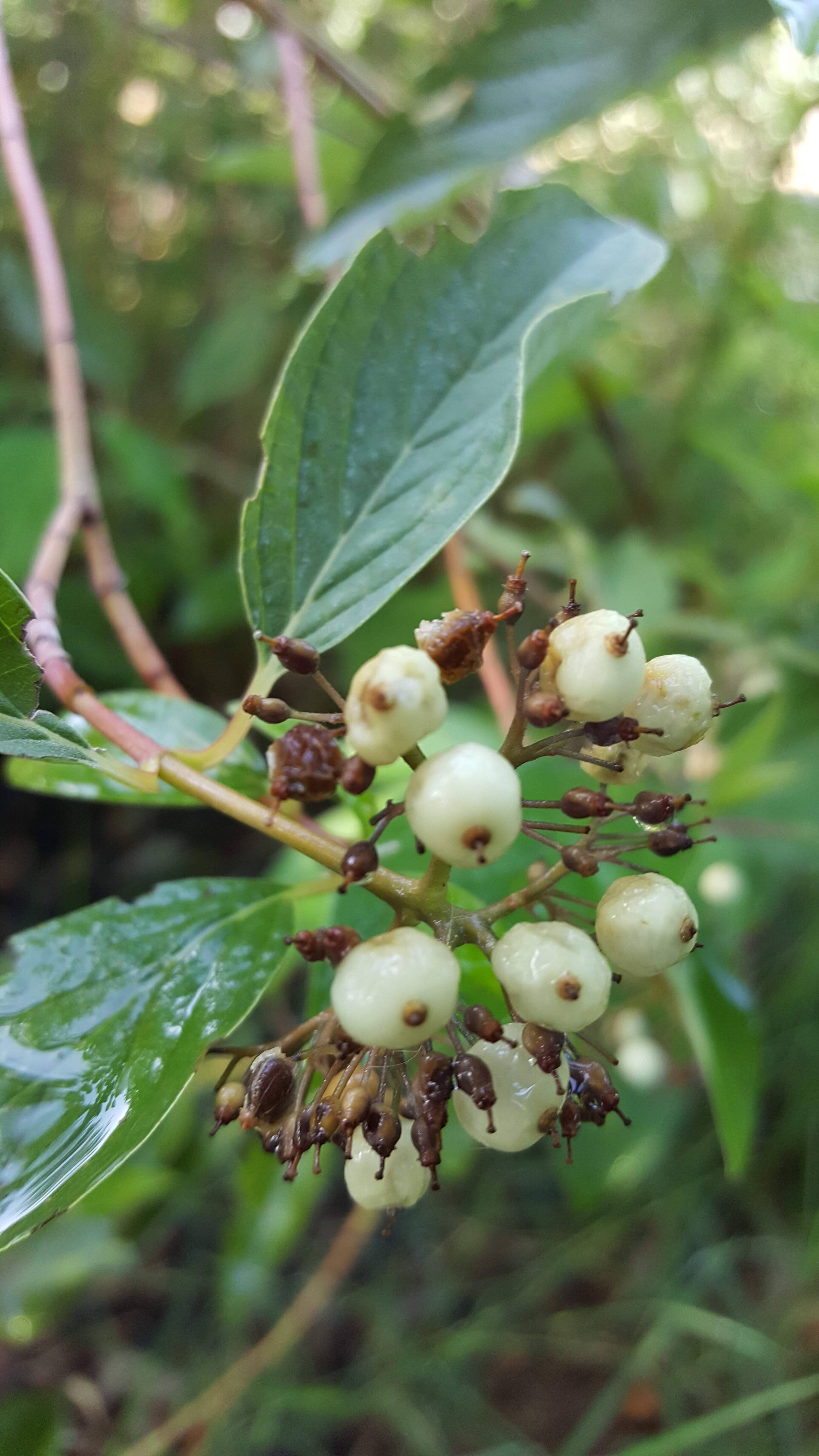 Red-Osier Dogwood