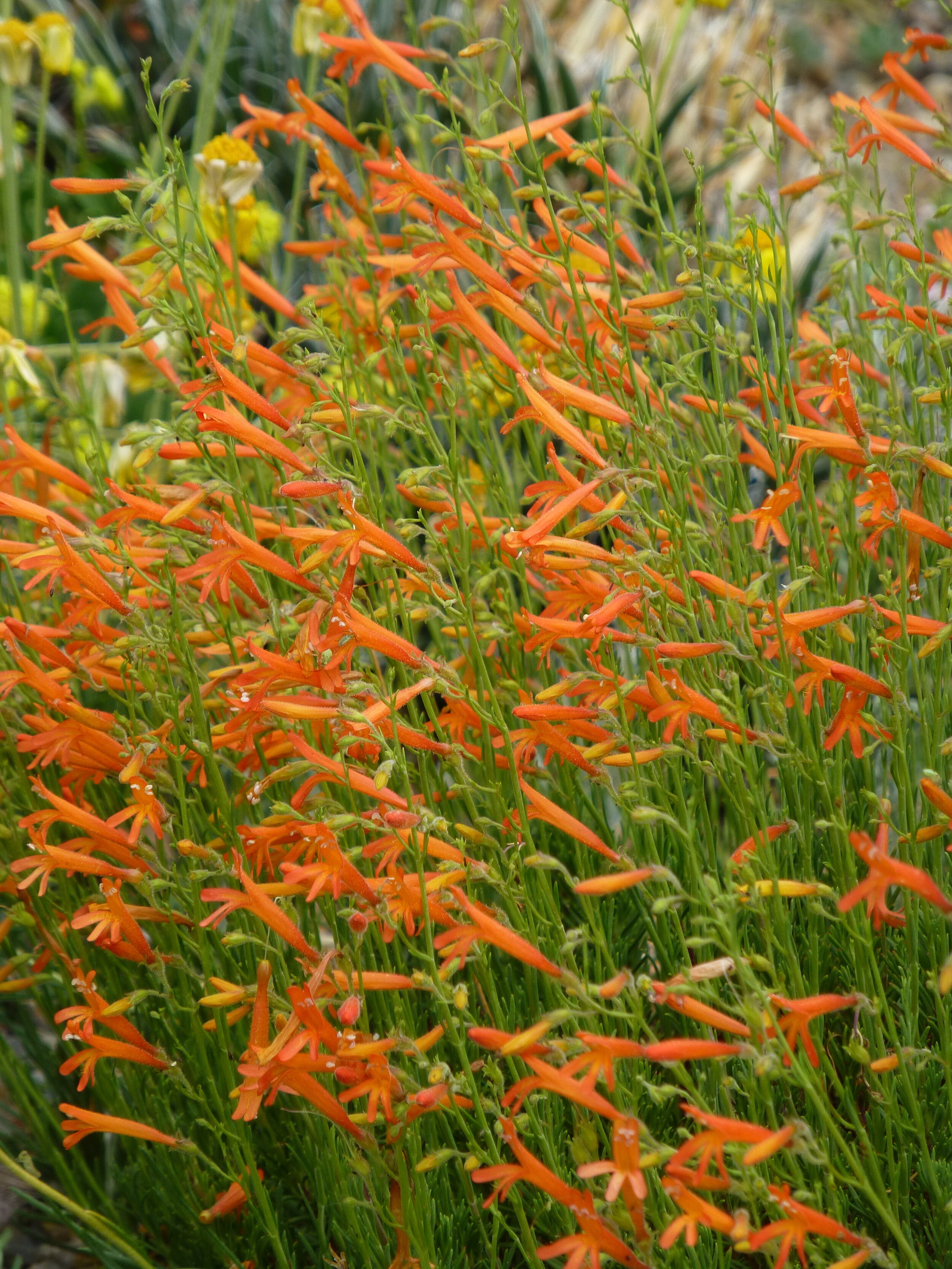 Pineleaf Penstemon