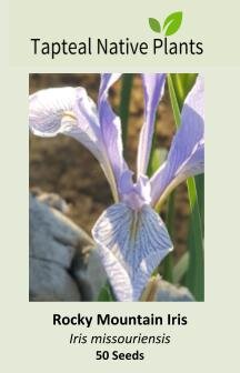 Rocky Mountain Iris Seeds