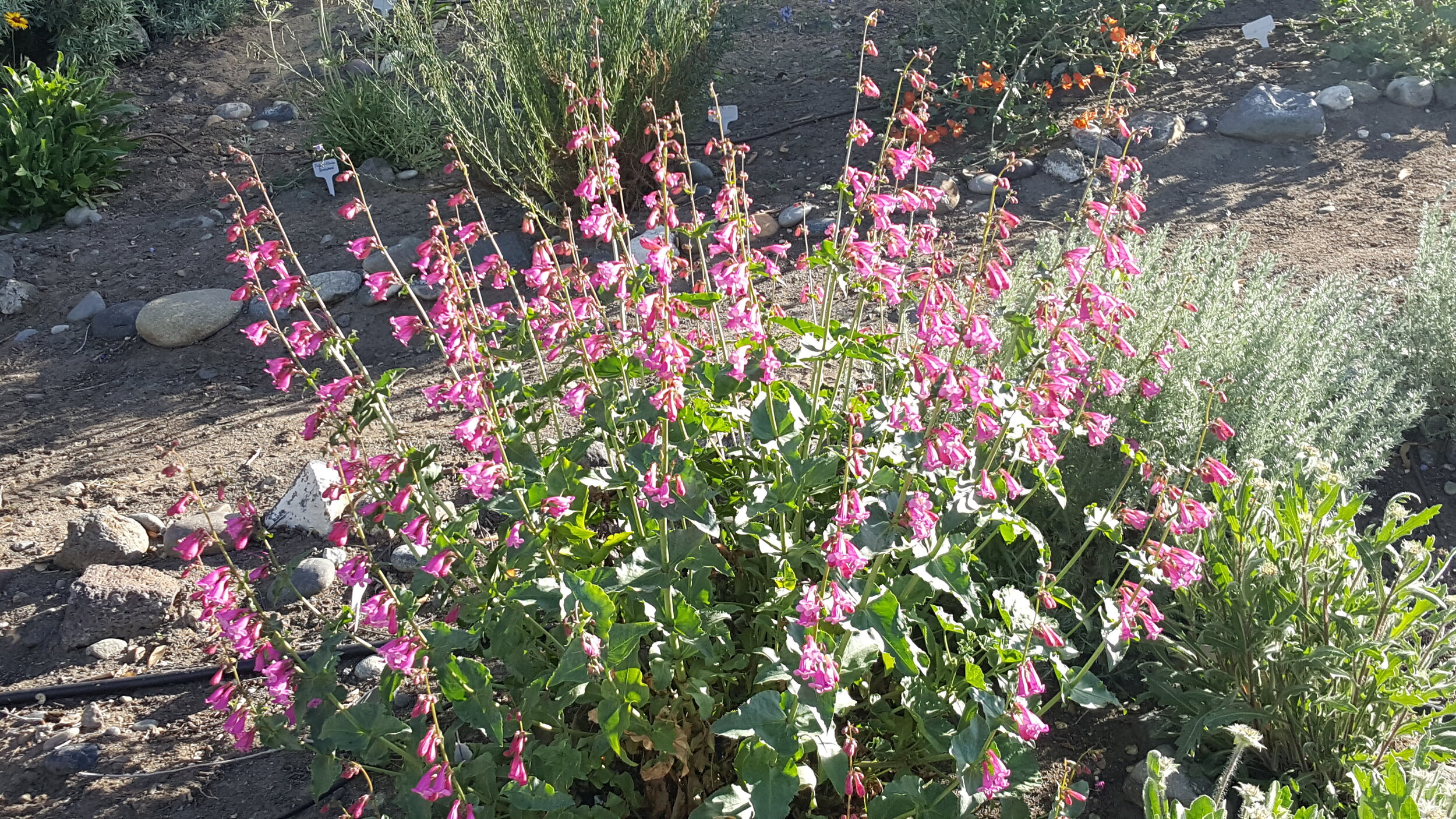 Penstemon with Fringed Sagebrush