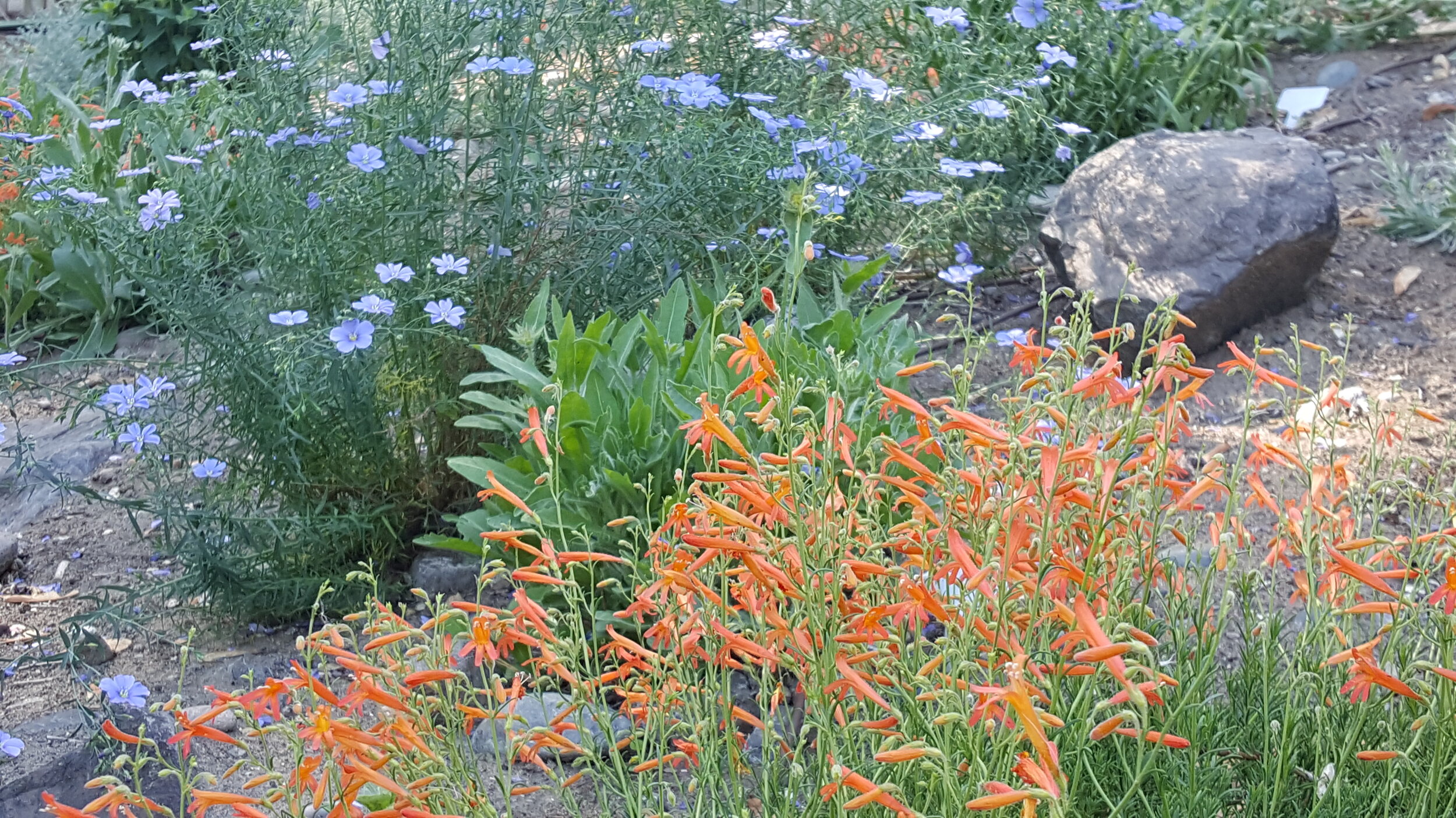 Pineleaf Penstemon and Lewis' Blue Flax