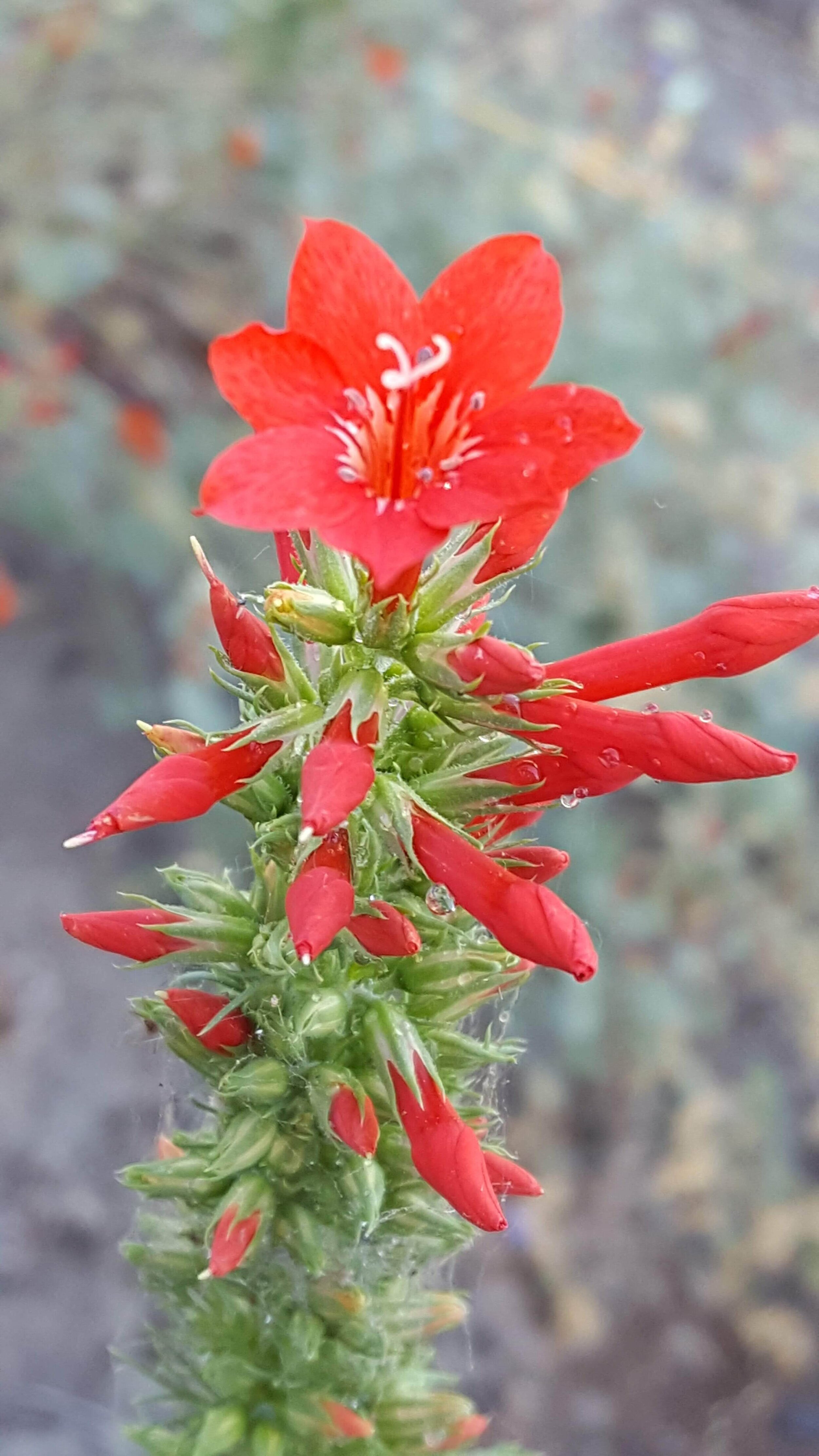 Scarlet Gilia