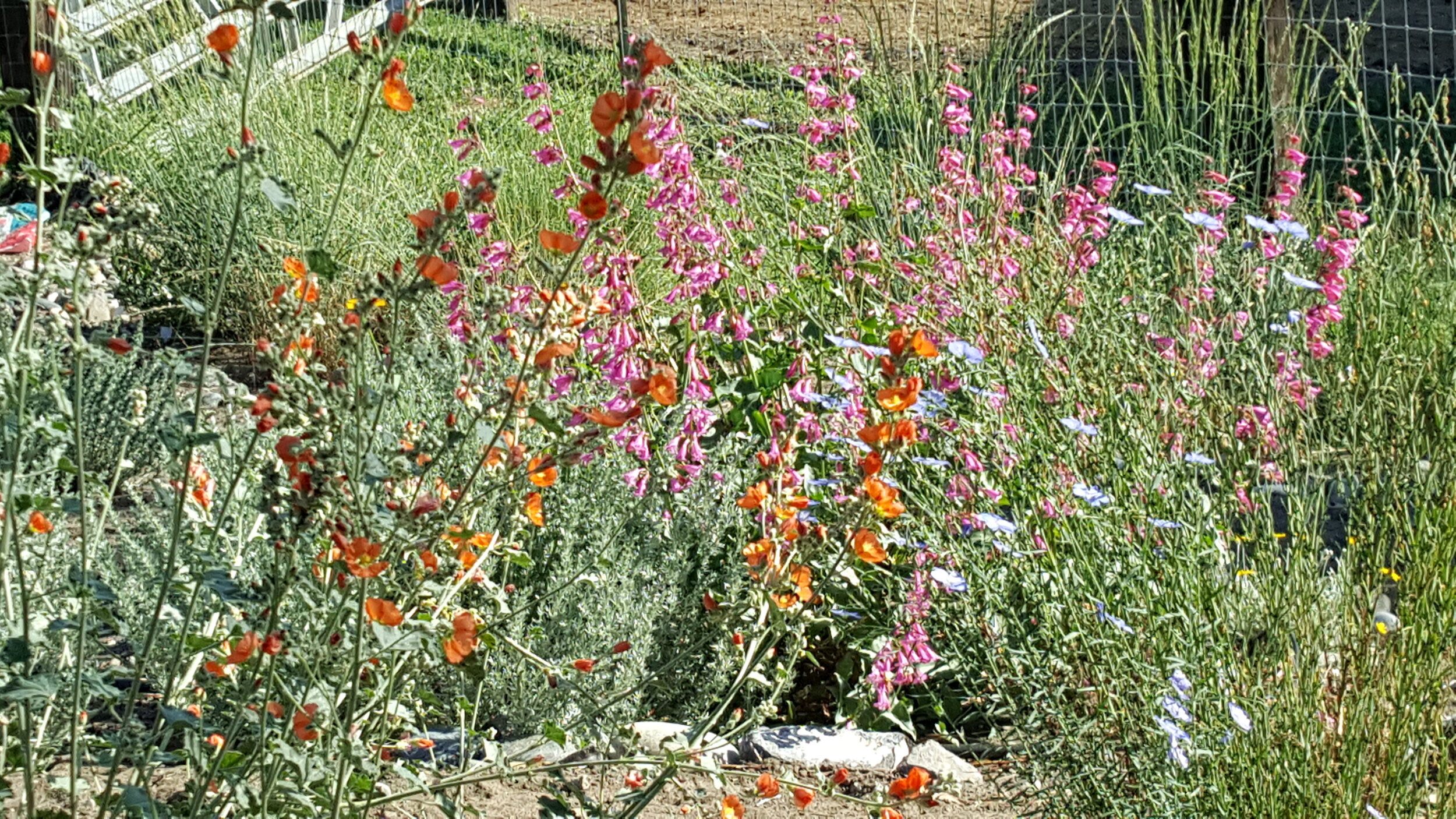 Monroe's Globemallow, Penstemon, Fringed Sagebrush