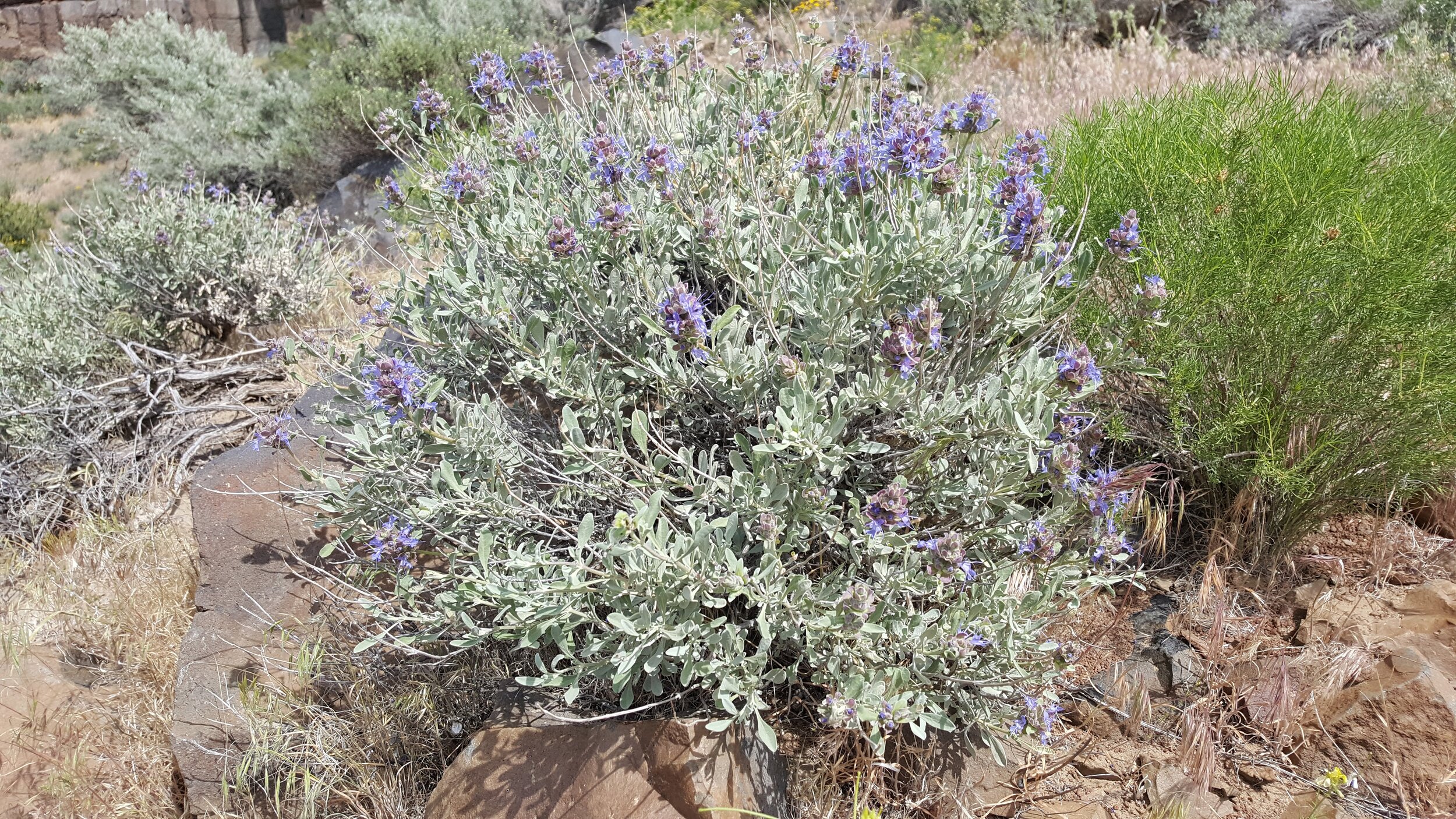 Purple Sage