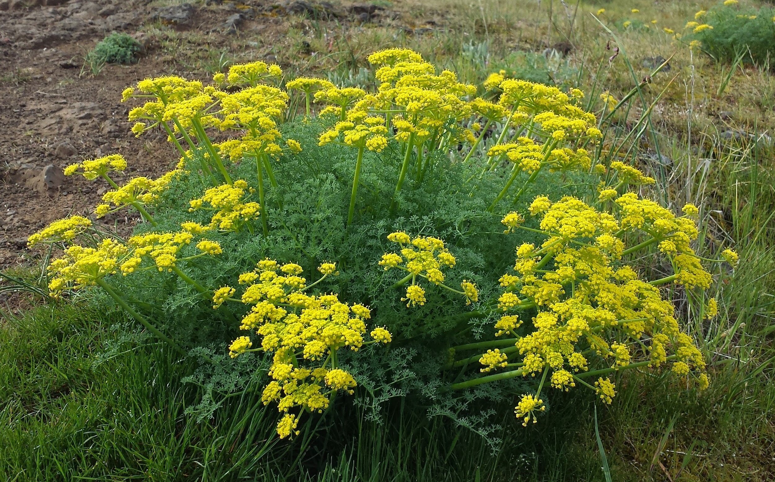 Lomatium.jpg