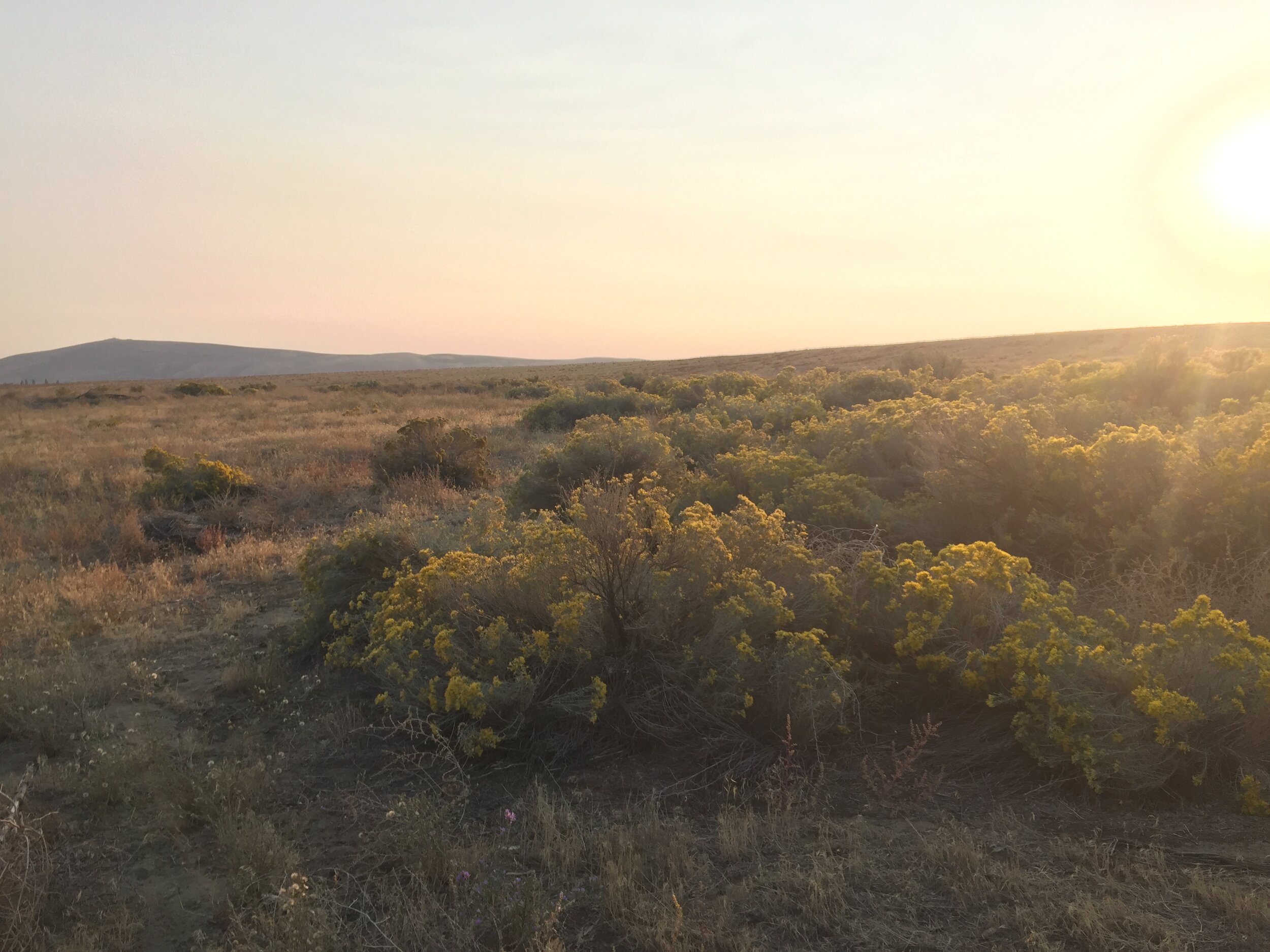 Green and Gray Rabbitbrush catching the sunset