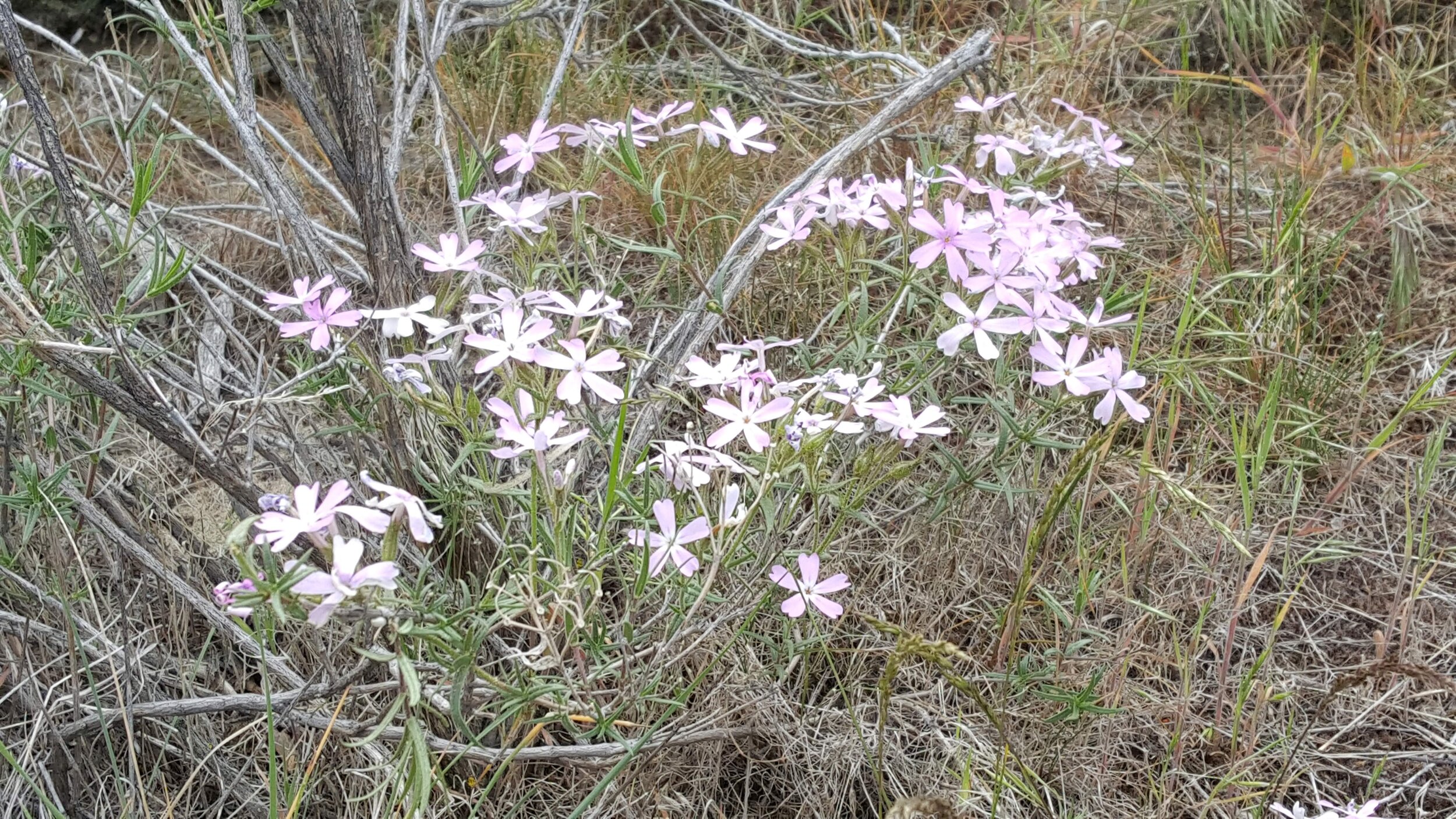 Phlox popping up from the base of a Sagebrush 