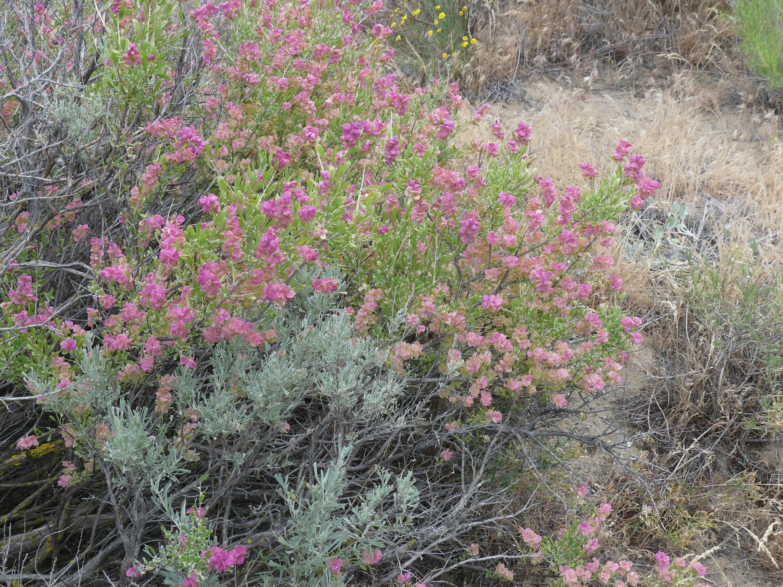 Antelope Bitterbrush and Big Basin Sagebrush embracing in spring