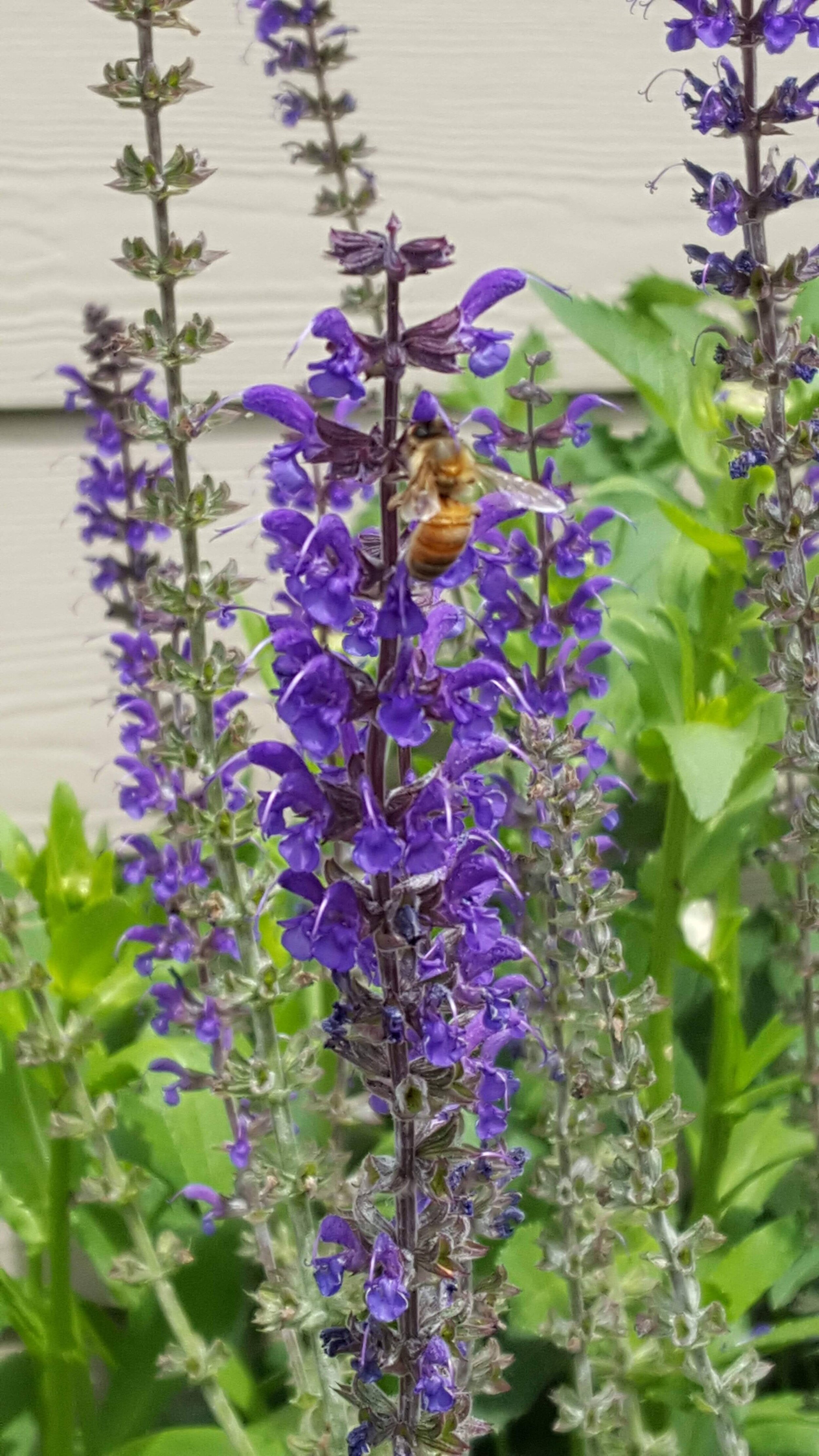 Giant Hyssop