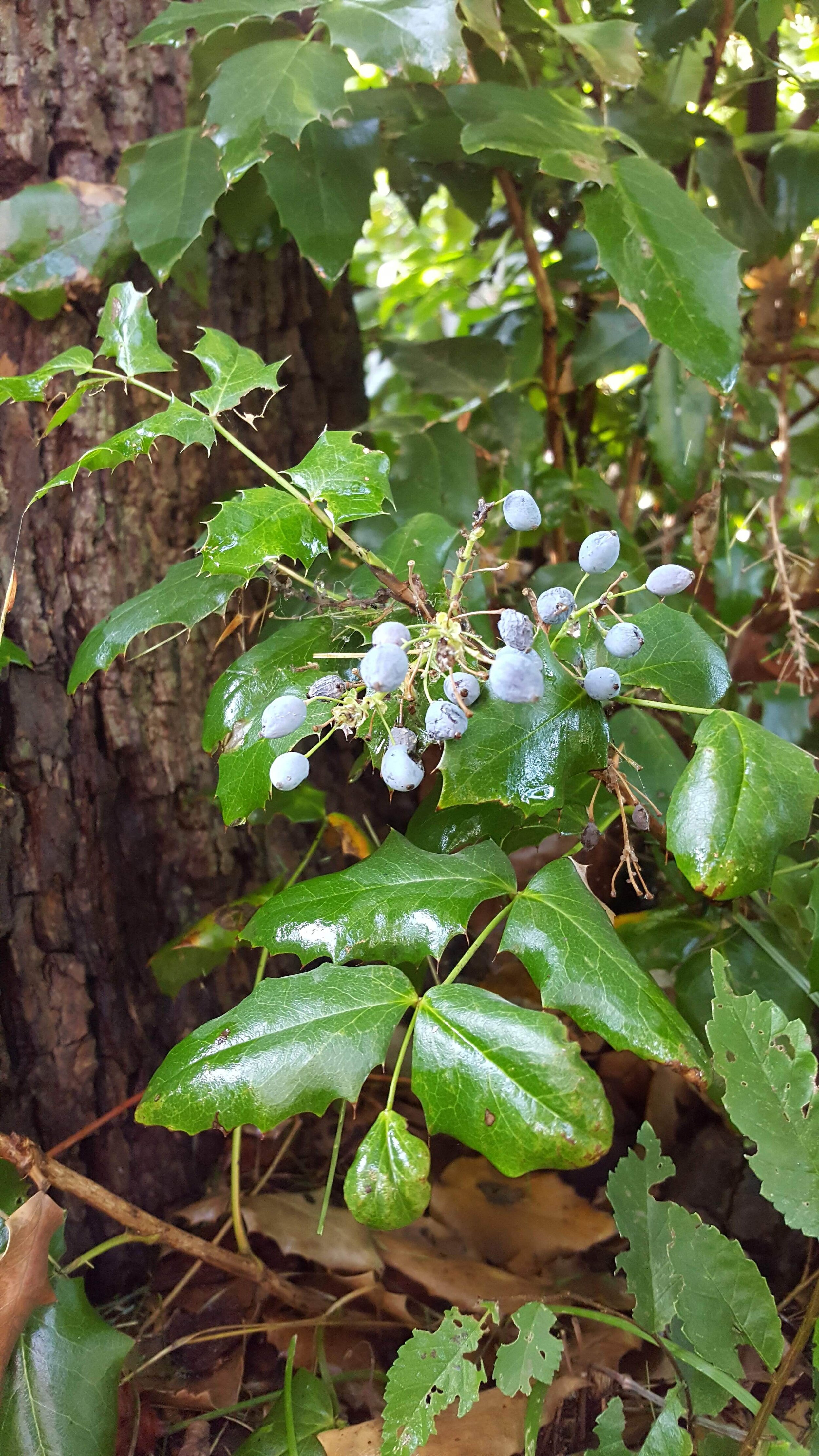 Oregon Grape