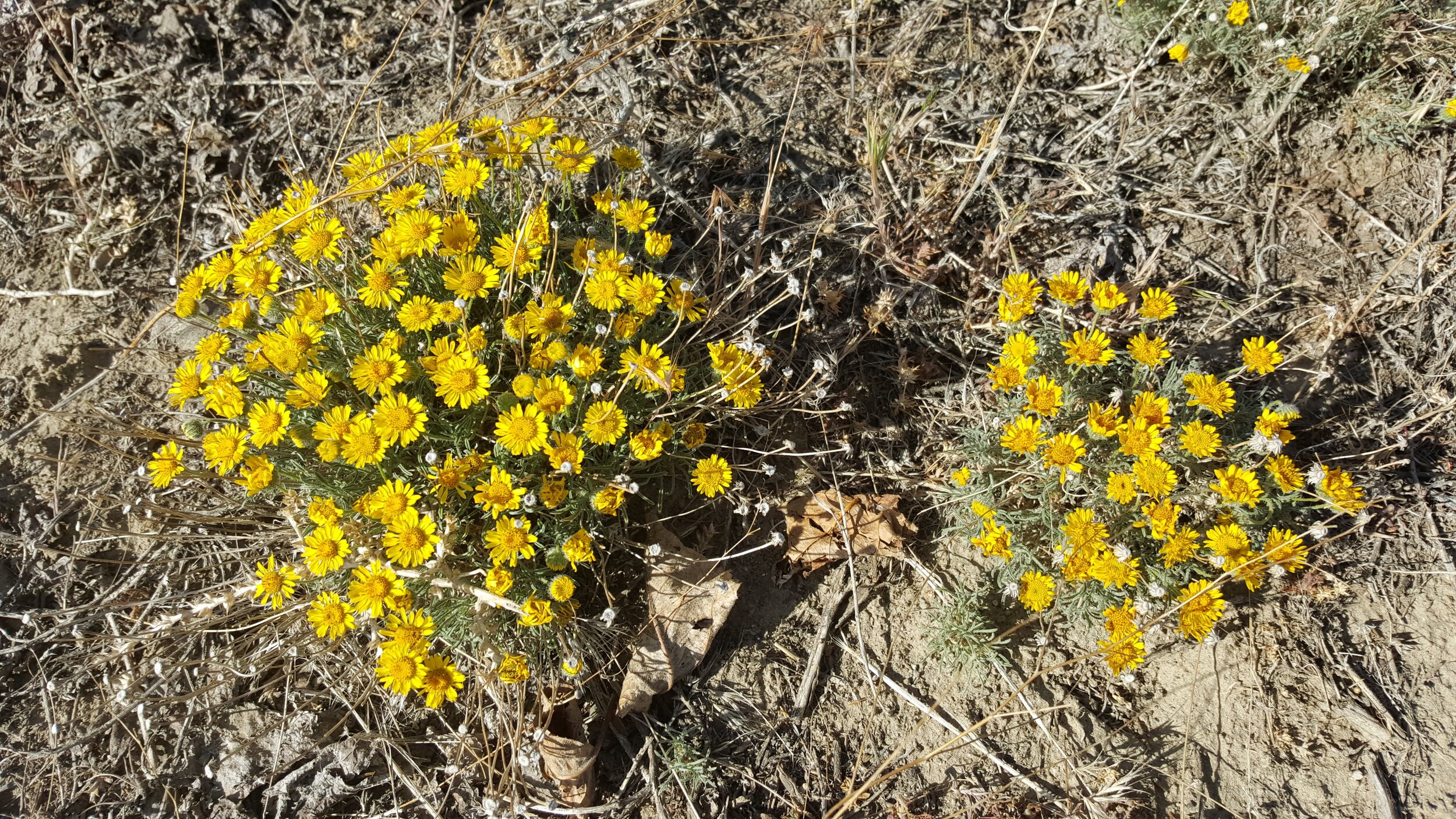 Piper's Daisy in the wild