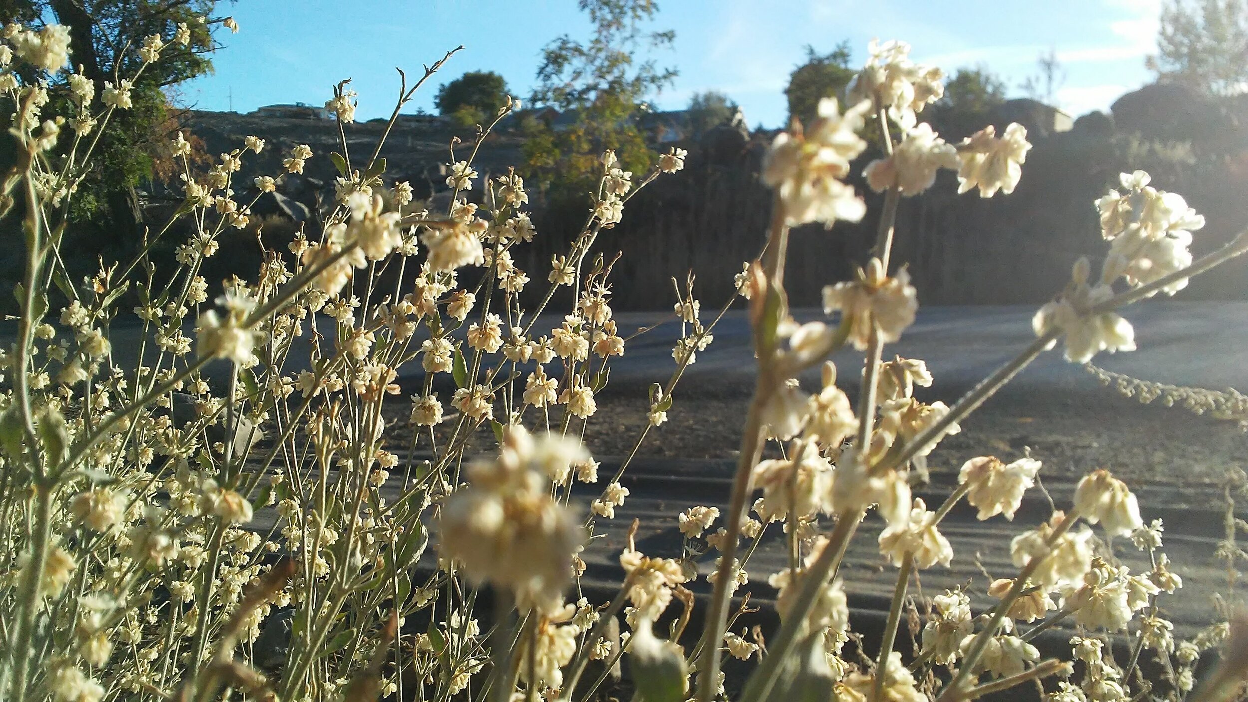 Snow Buckwheat