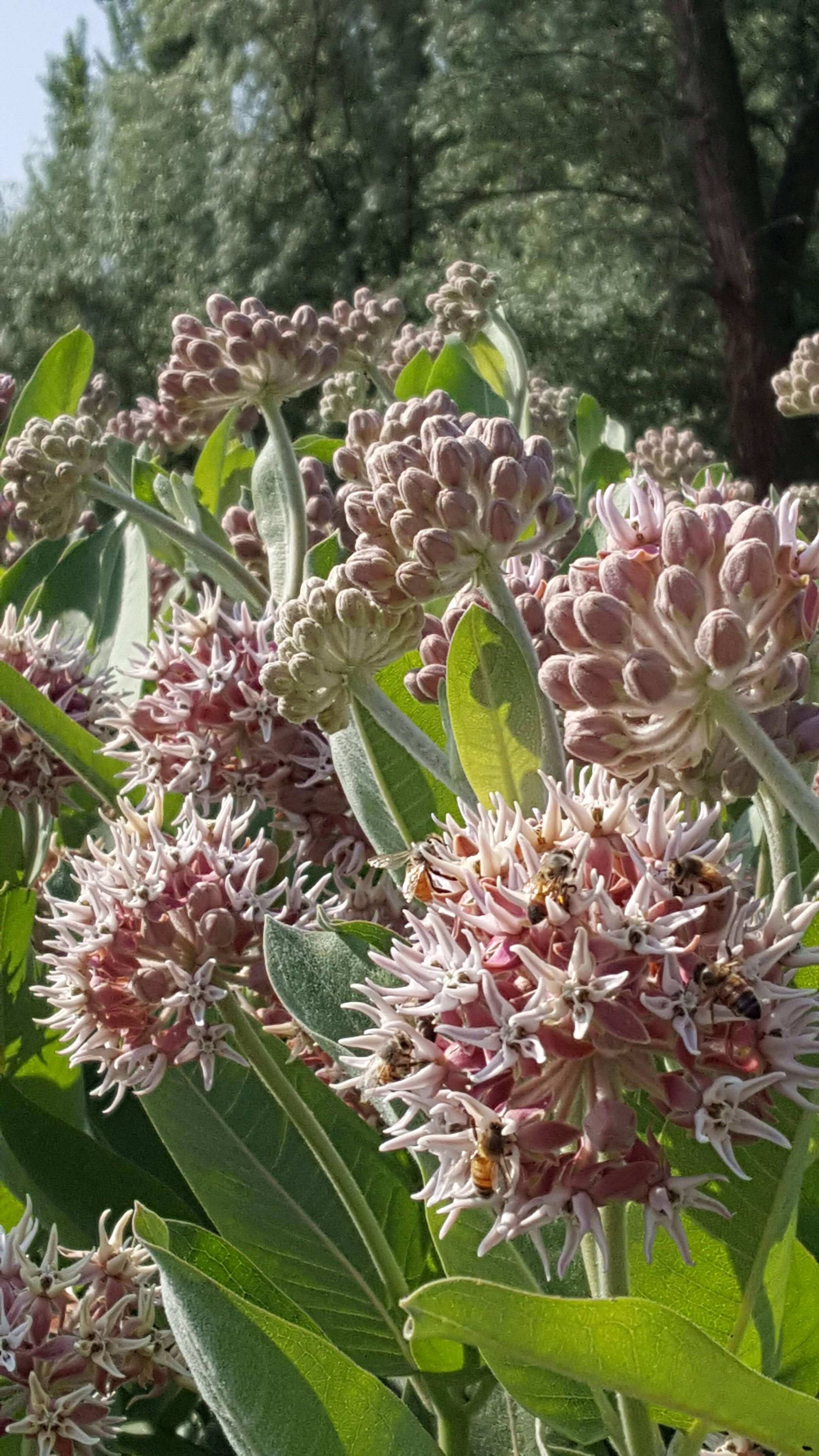 Showy Milkweed is an important plant for Monarch Butterflies!