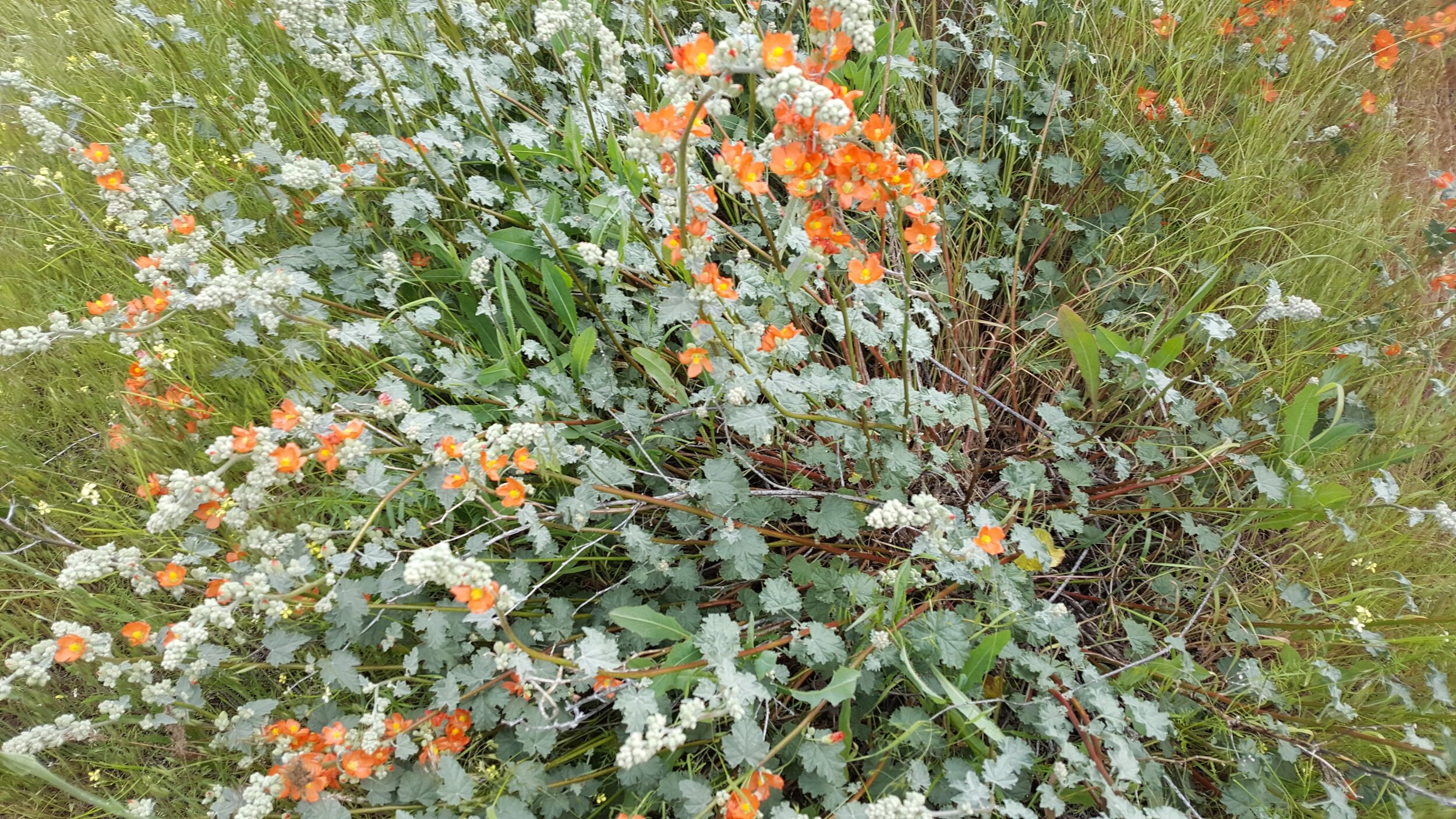 Munro's Globemallow in the wild!