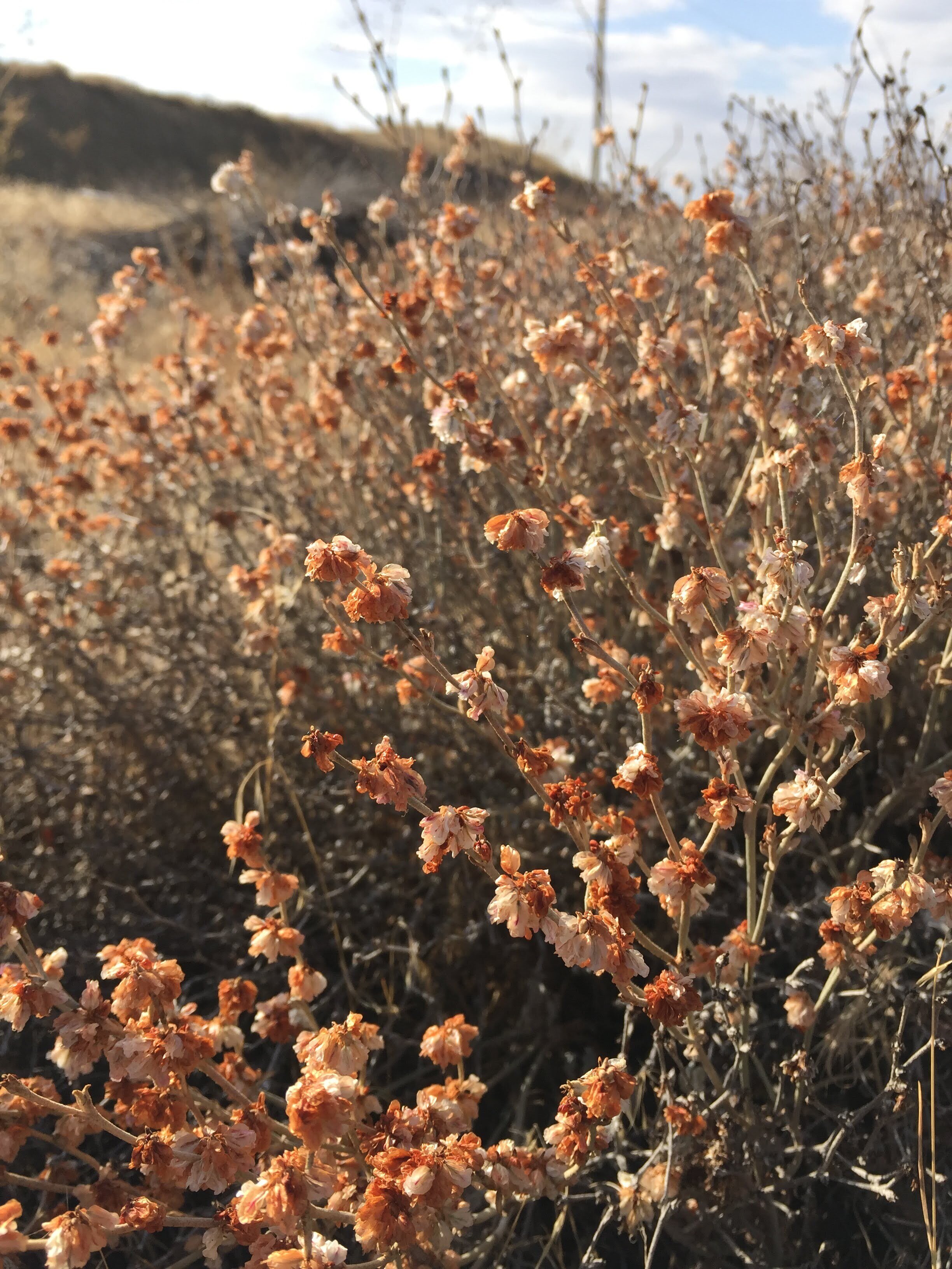 Snow Buckwheat in fall