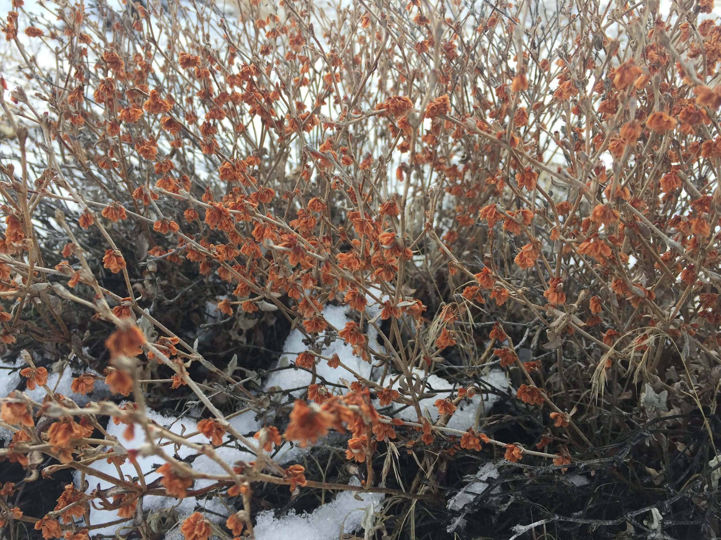 Snow Buckwheat in winter