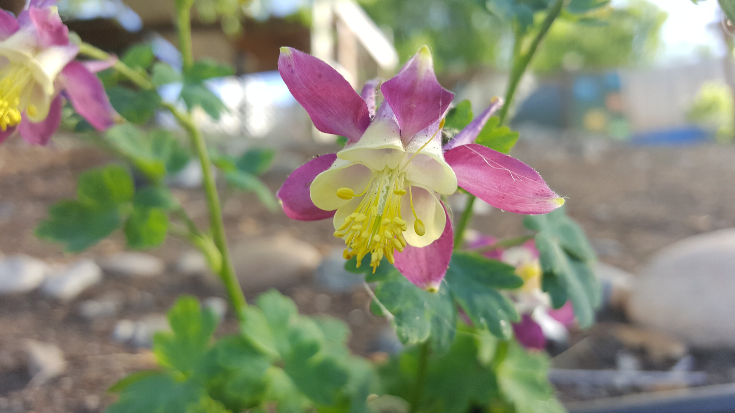 Columbine