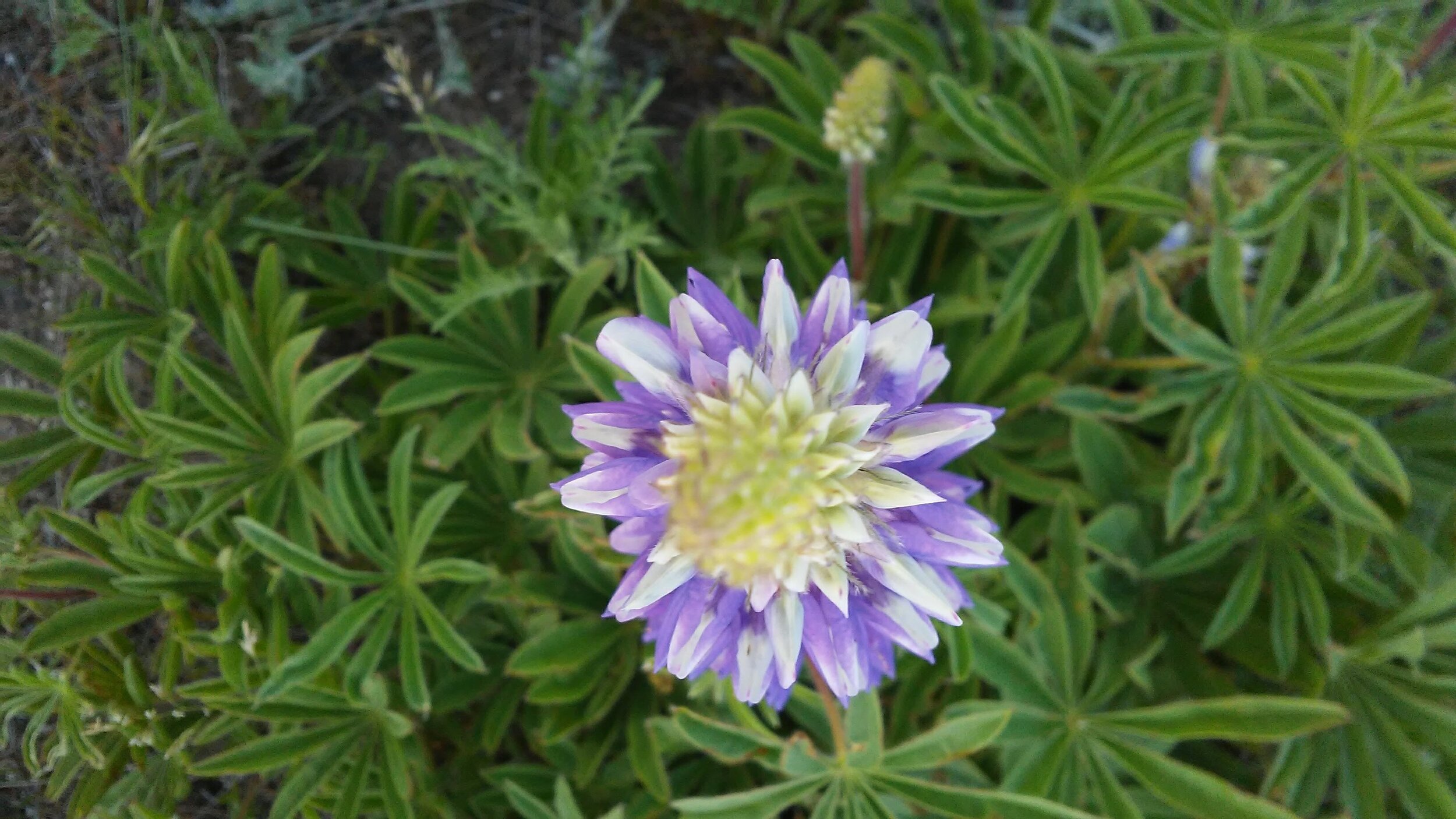 Lovely lupine!