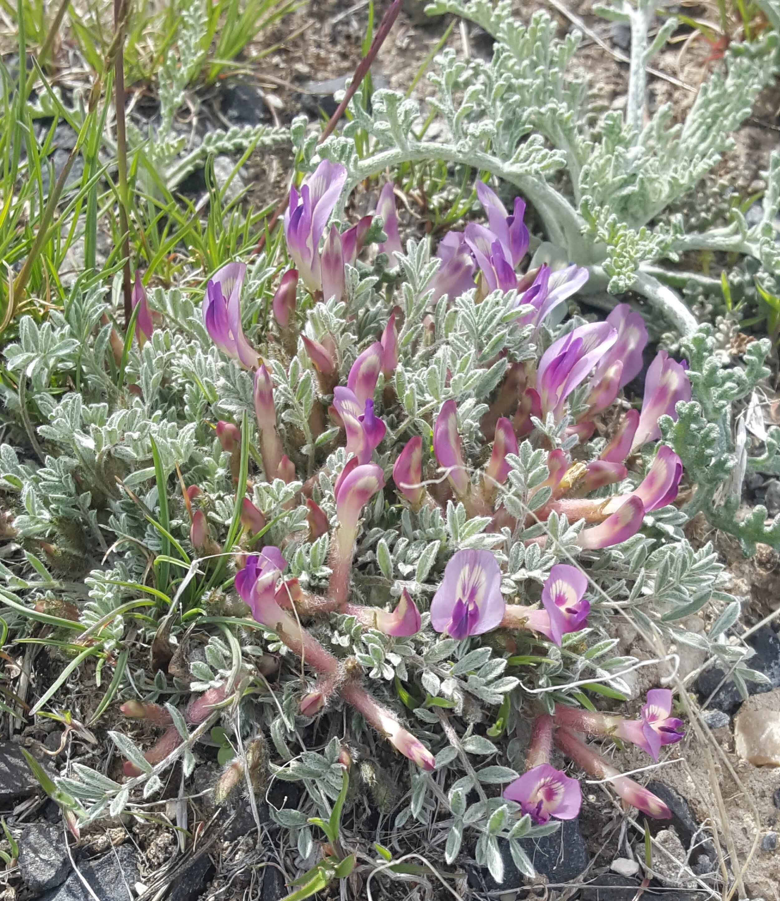 Milkvetch