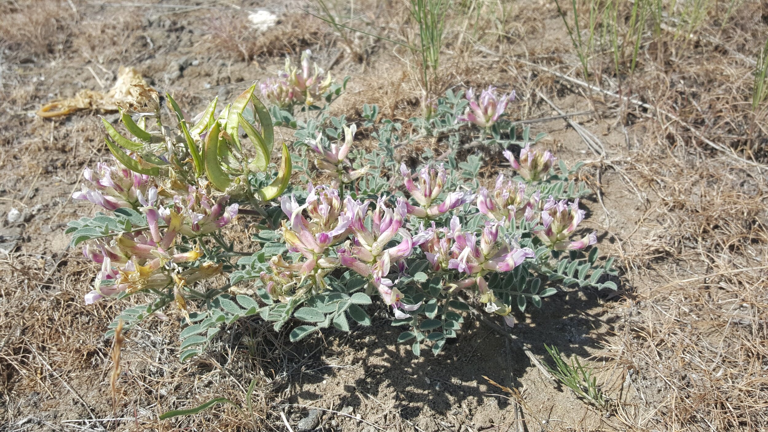 Columbia Milkvetch