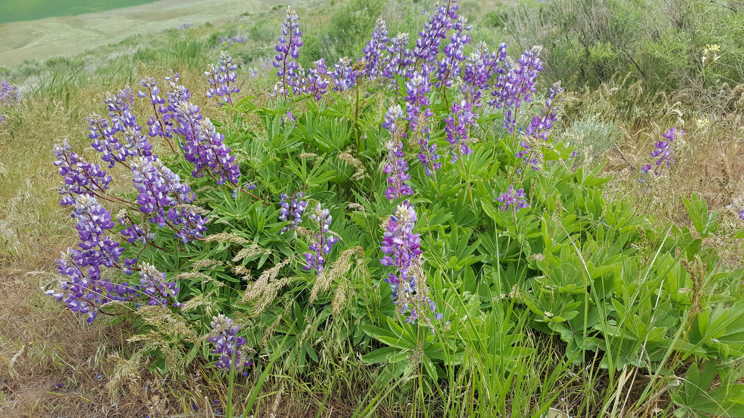 Bigleaf Lupine