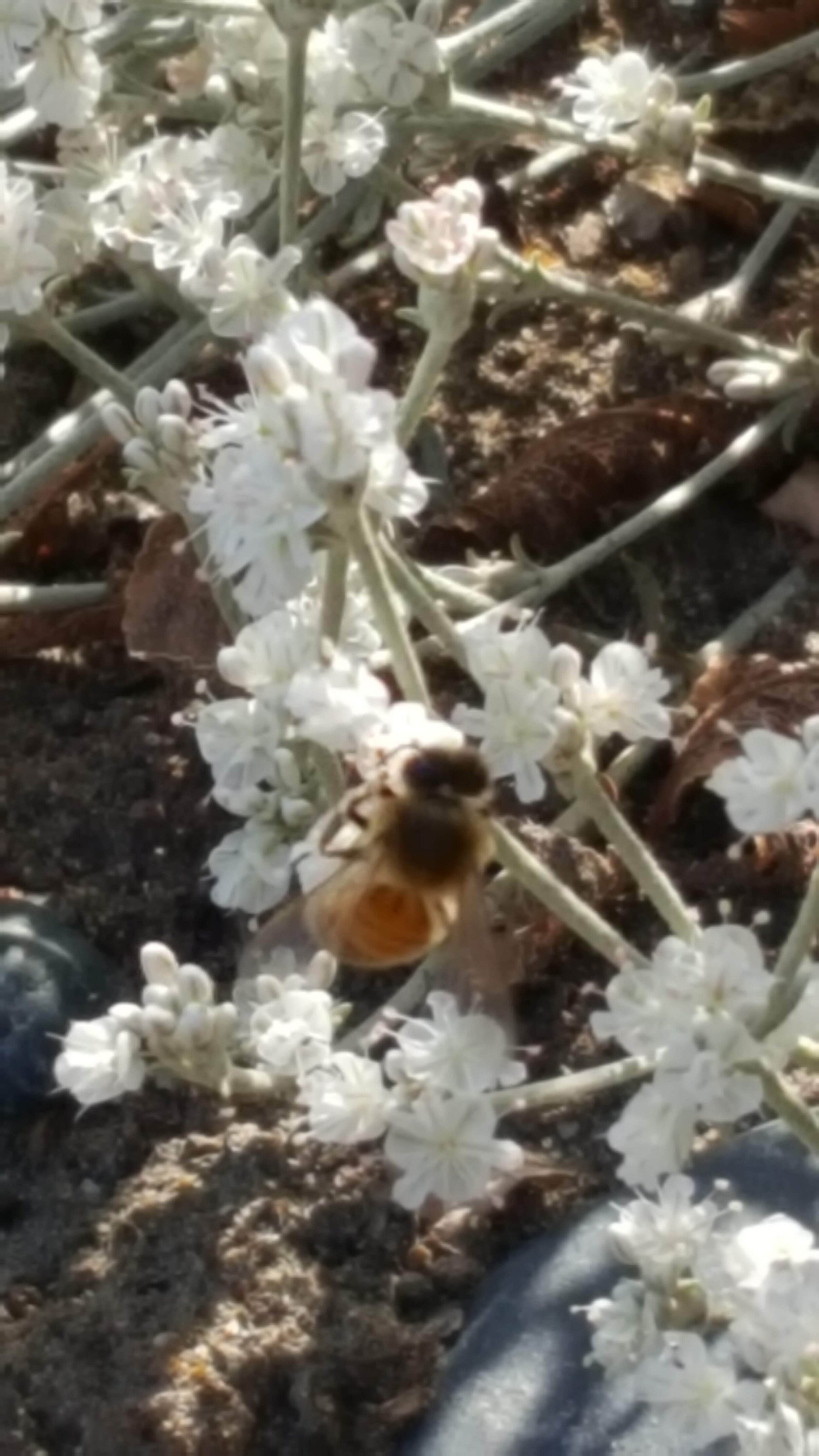 SnowBuckwheat_Bee.jpg