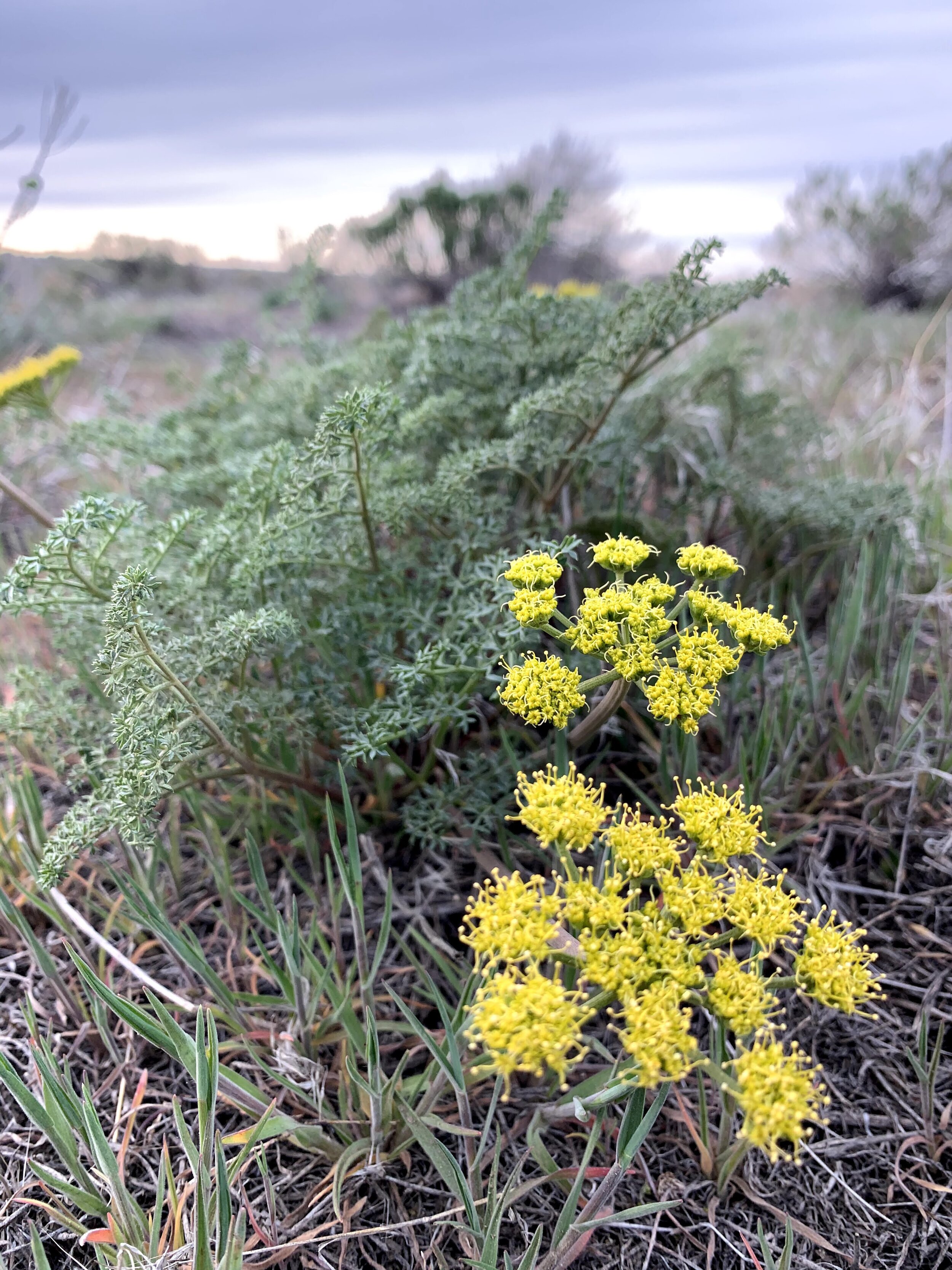 Turpintine Springparsley