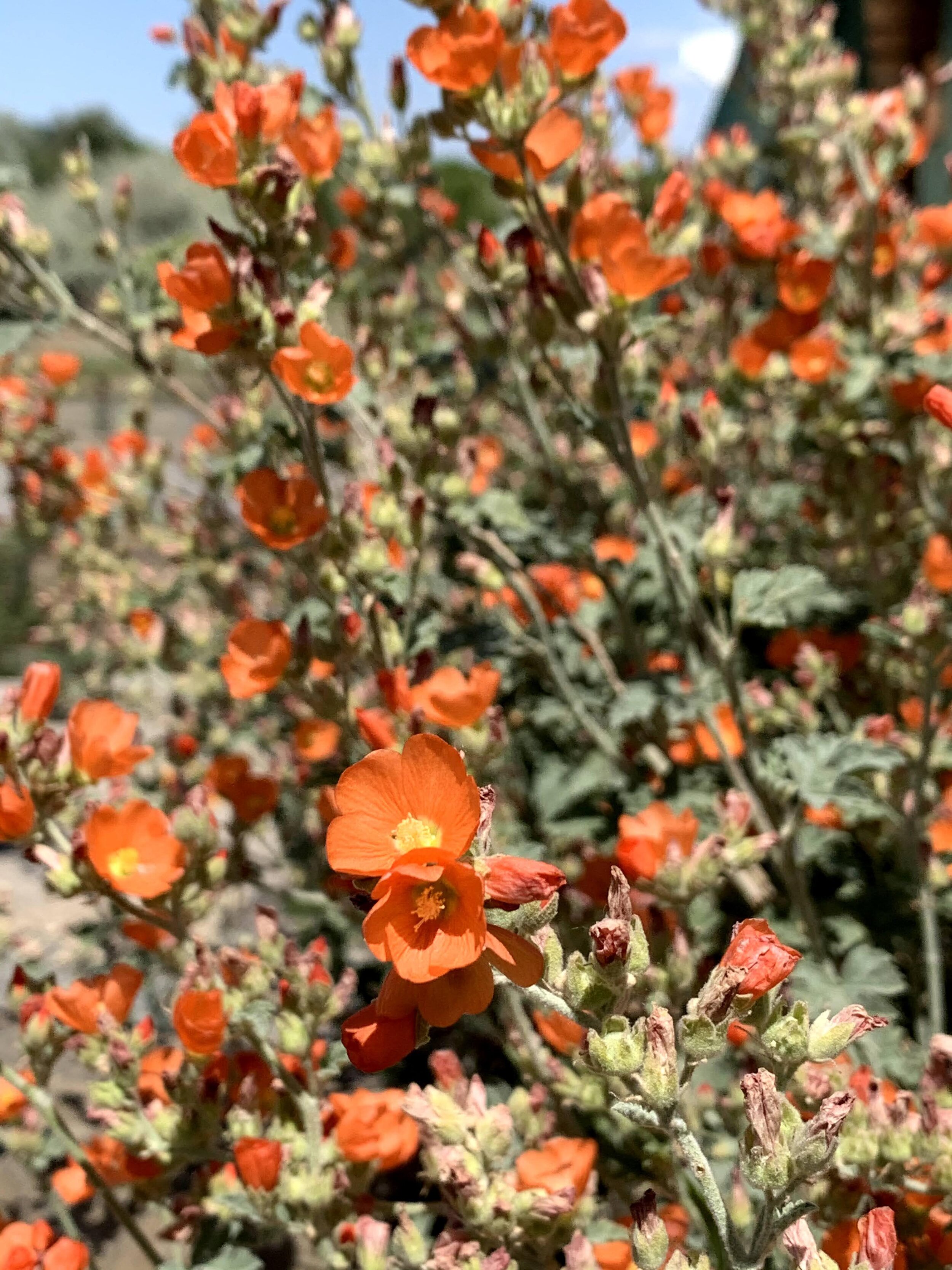 Munro's Globemallow