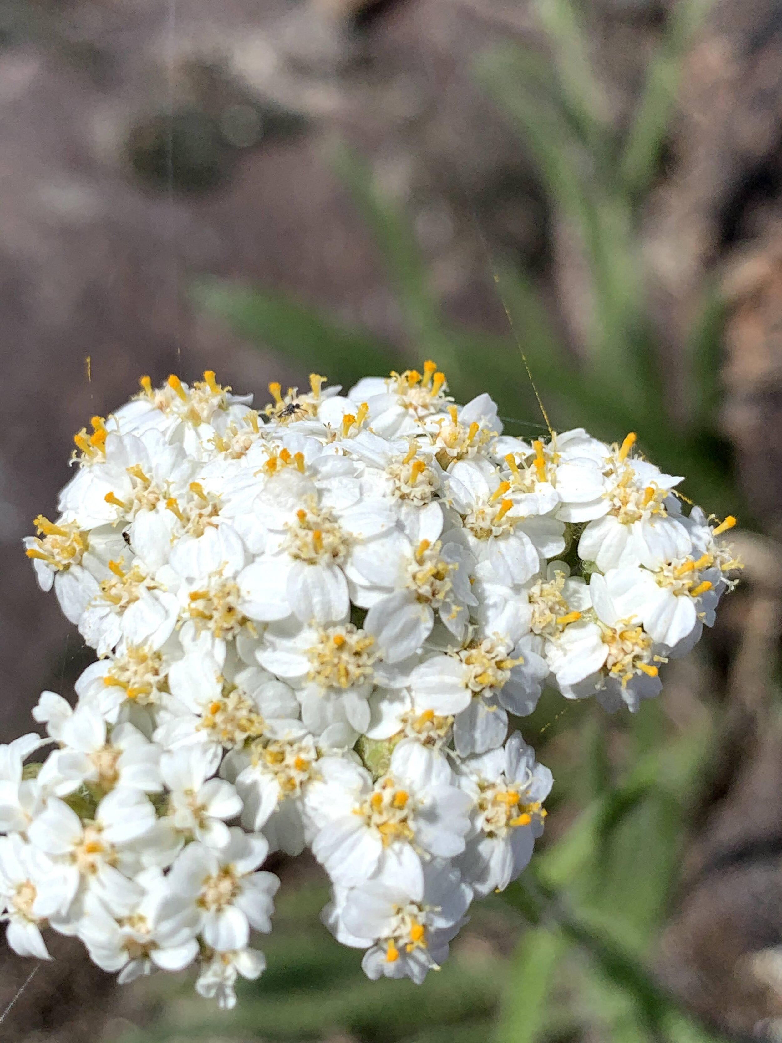 Yarrow