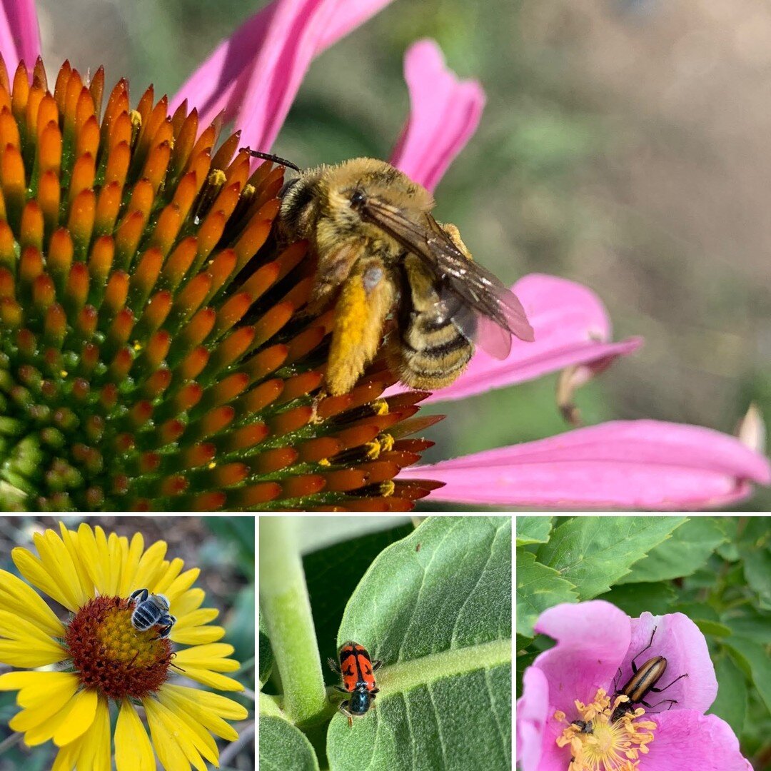 More pollinator love for #PollinatorWeek!  We wouldn't bee here without them...

In order of appearance:
Bee bulking up on Purple Coneflower.
Bee on Native Blanket Flower
Beatle on Showy Milkweed leaf
Beatle on Wood's Rose

If you know the common or 