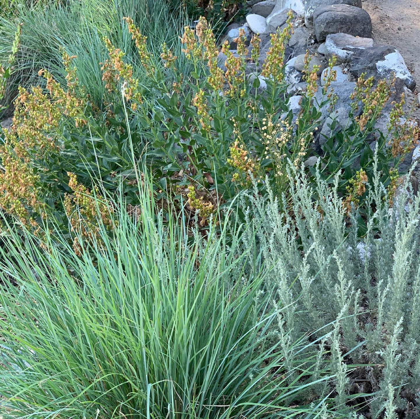 Blooms and growth happily happening in the garden despite the heat! We appreciate the overlapping textures and we think the plants like it too.  Planting in groupings of three or more helps keep the soil shaded and cool.  Though there are still those