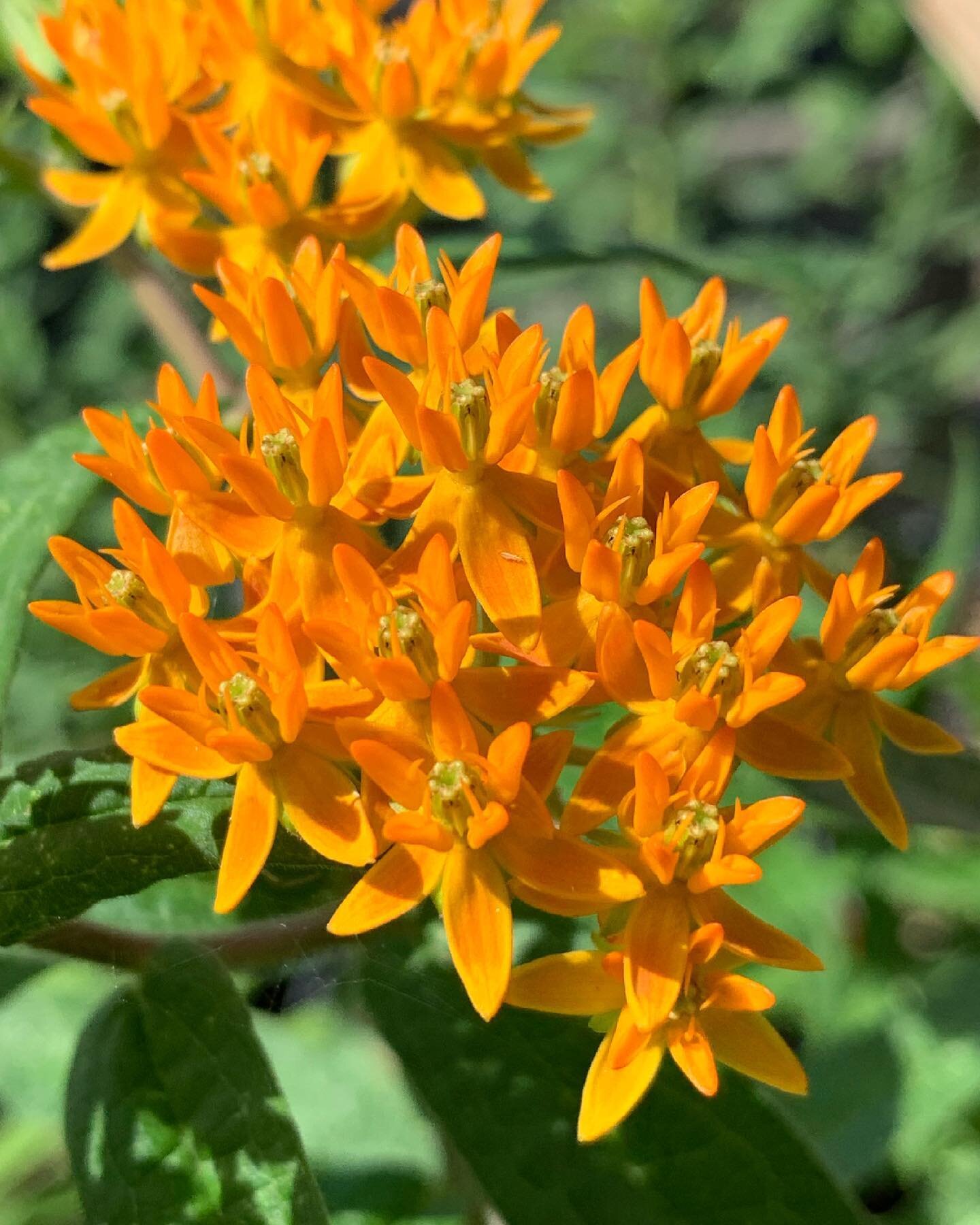 Did you know that not every milkweed is created equal?  Native milkweeds serve as host plant and food source for Monarch Butterflies as they&rsquo;ve evolved together whereas non-native species do not.  Butterfly Milkweed, Asclepias tuberosa, is nati