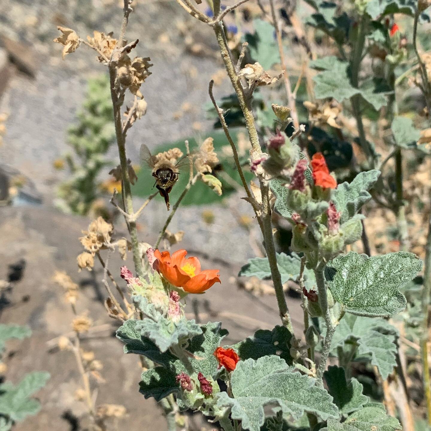 Not only are these plants providing beauty but also food and shelter for pollinators. Start planning your drought tolerant pollinator patch now for fall planting! 

Munro&rsquo;s Globemallow starting another round of blooms

Coyote Mint with Gray Rab