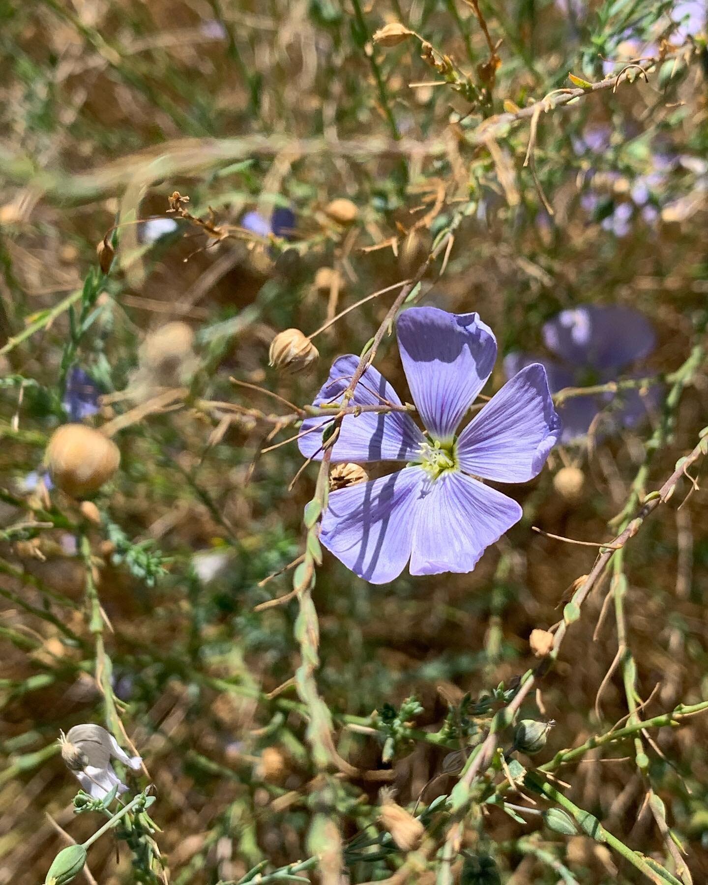 Seed heads in the garden! 😍😍😍 Not only are these seed heads adding structure and interest during these hot summer months but they&rsquo;re also feeding insects and birds!  Bonus- by leaving seed heads on,  we&rsquo;re allowing the garden to self s