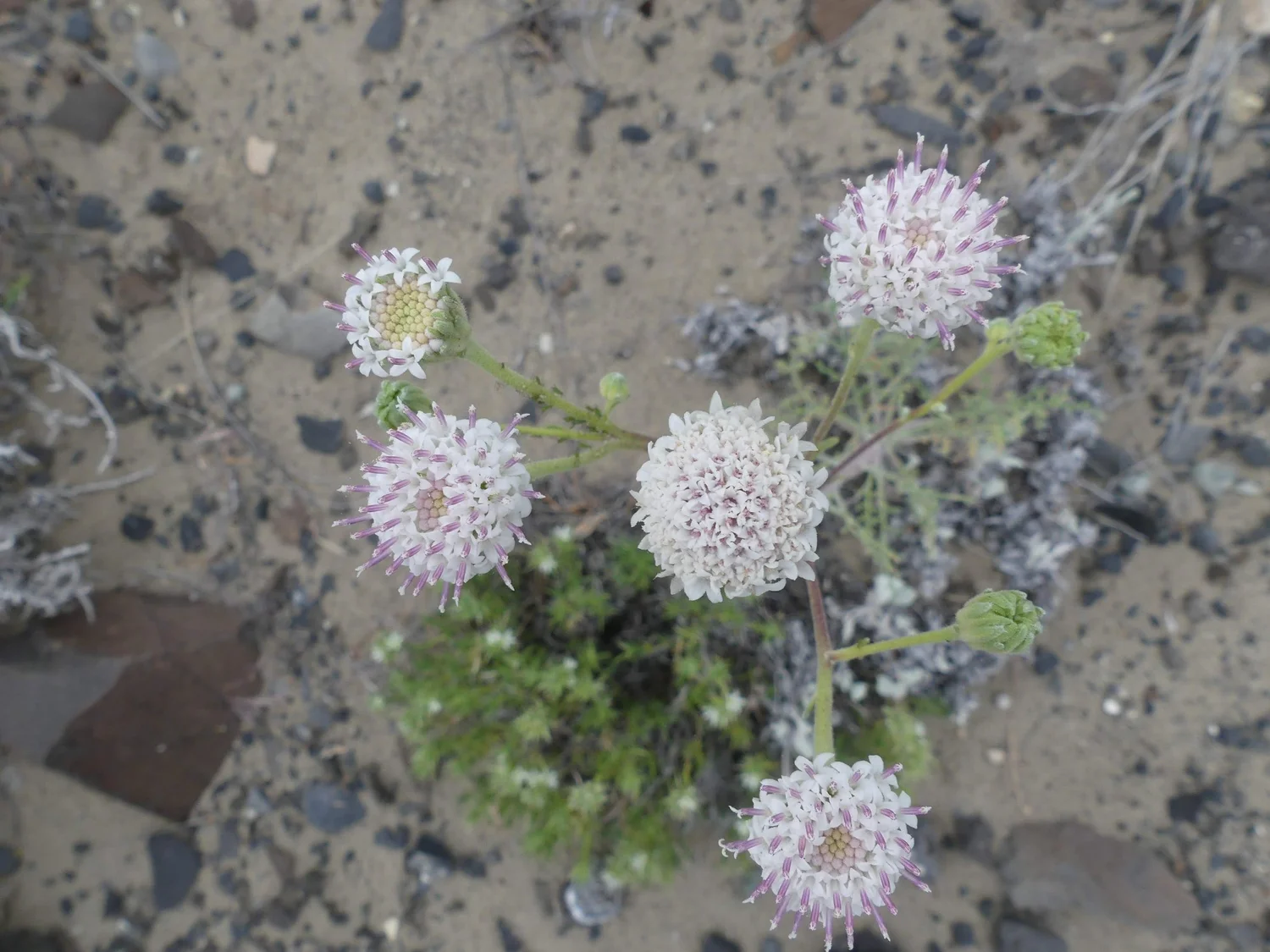 Douglas' Dustymaiden  Tapteal Native Plants