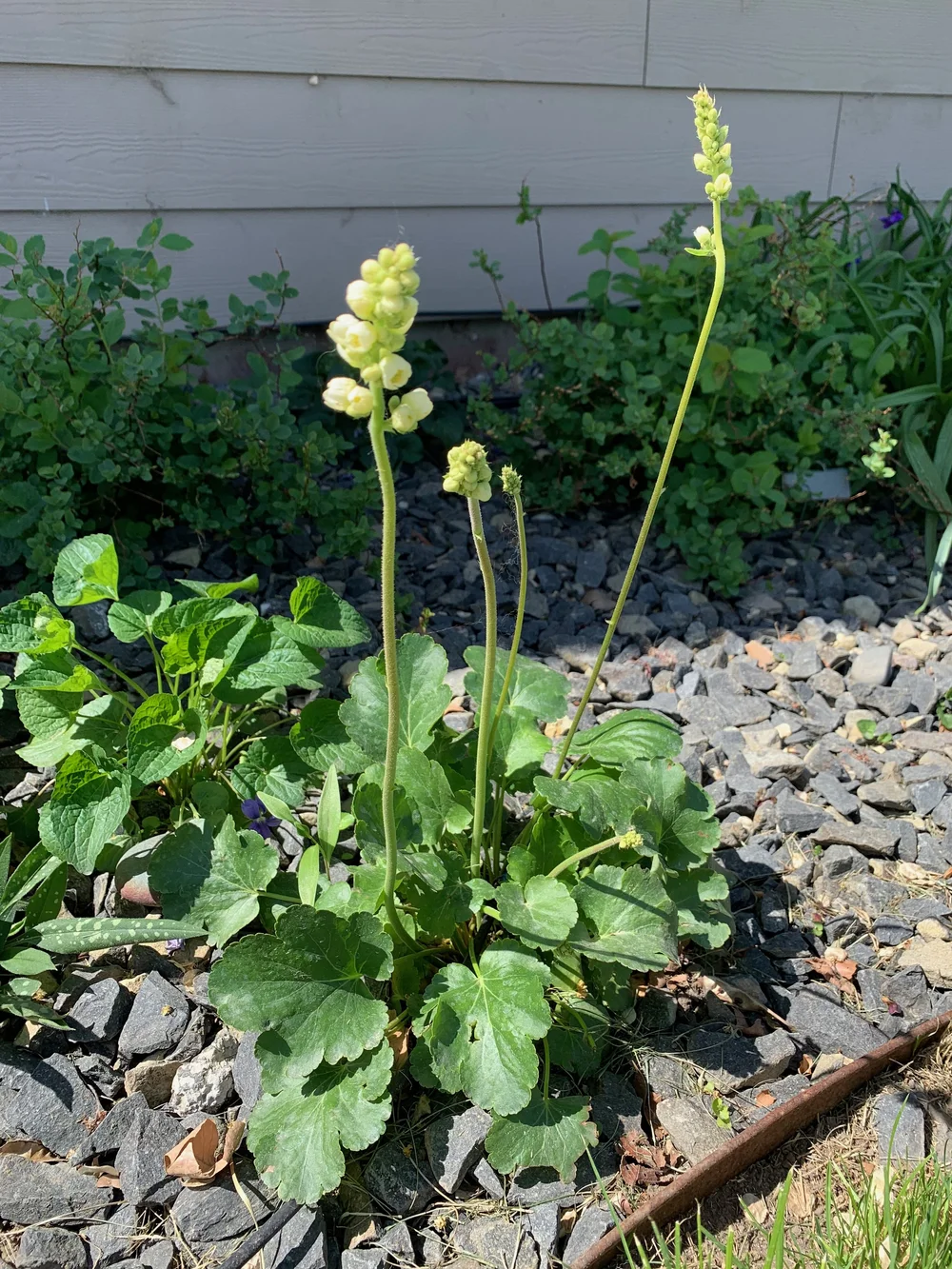 Roundleaf Alumroot  Tapteal Native Plants