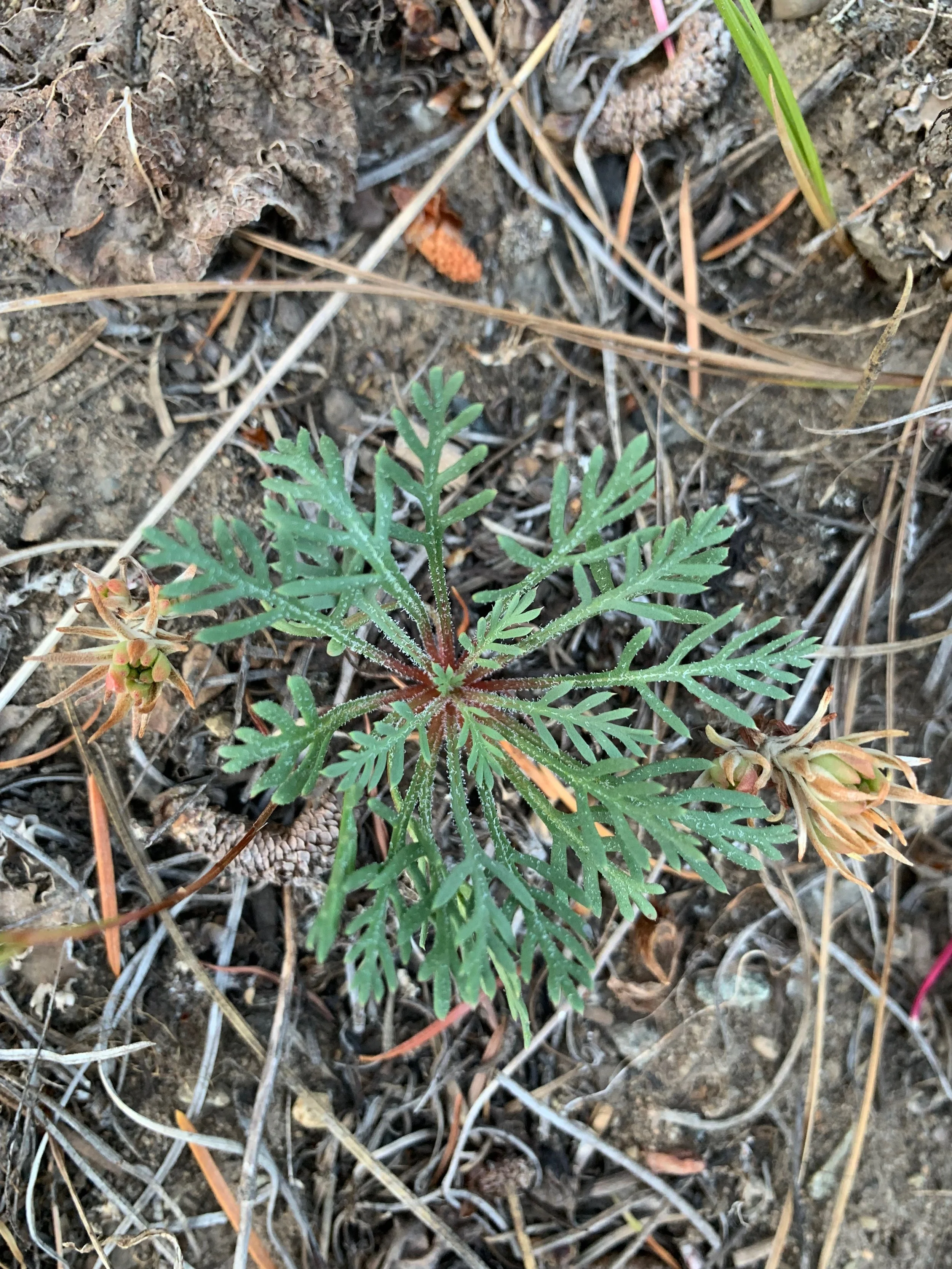 Scarlet Gilia — Tapteal Native Plants