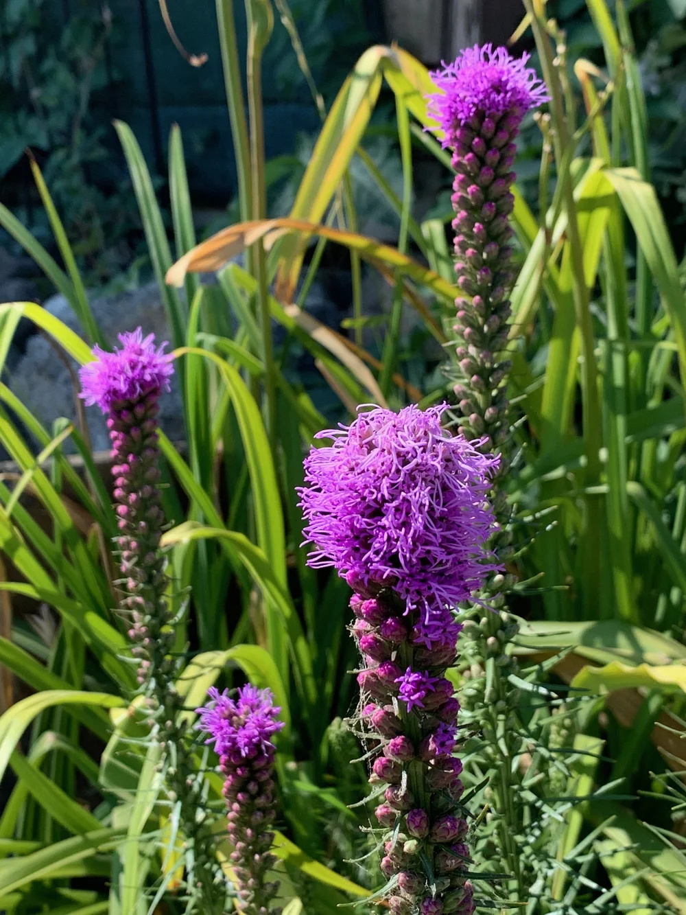 Dense Gayfeather  Tapteal Native Plants