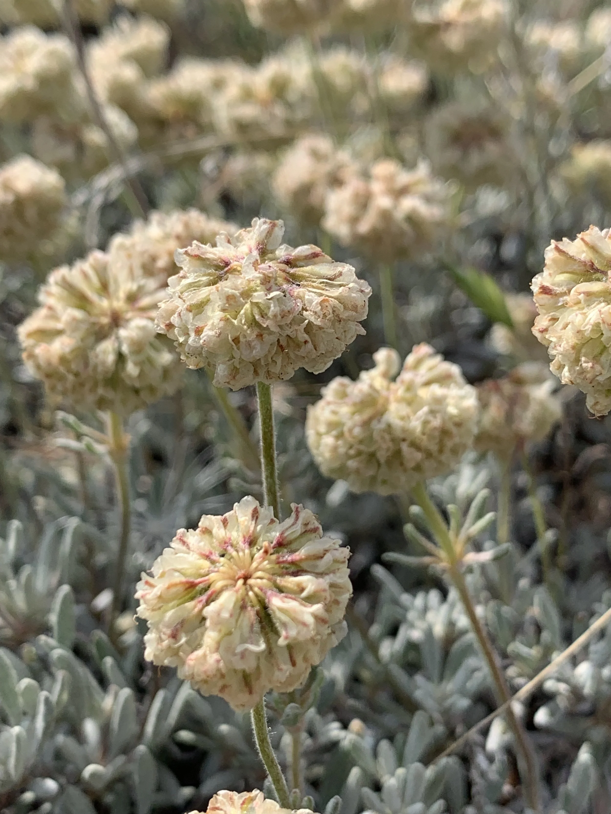 ERDO_Douglas's Buckwheat.jpg
