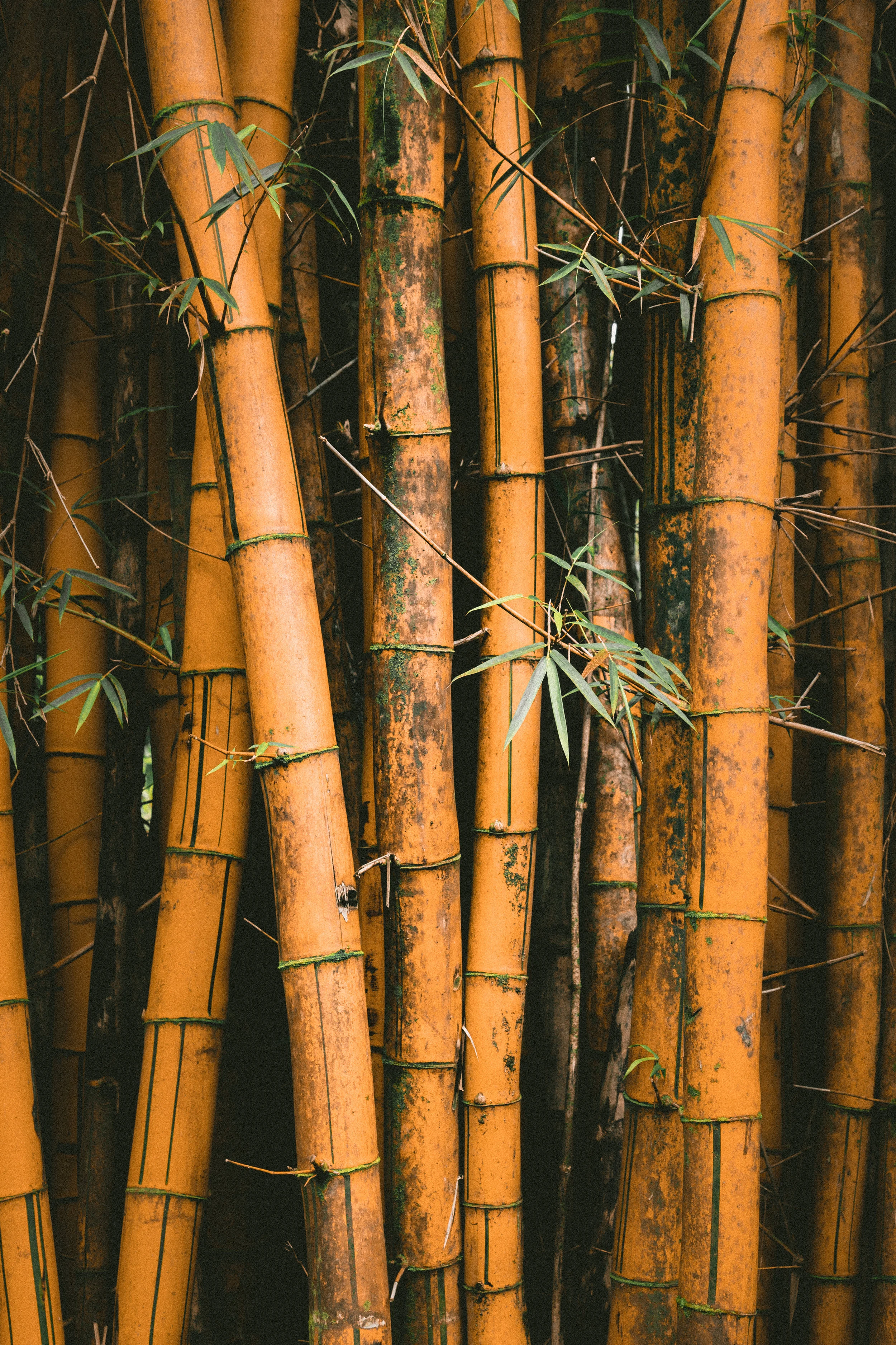 How to Enhance Relaxation with Bamboo-Fusion