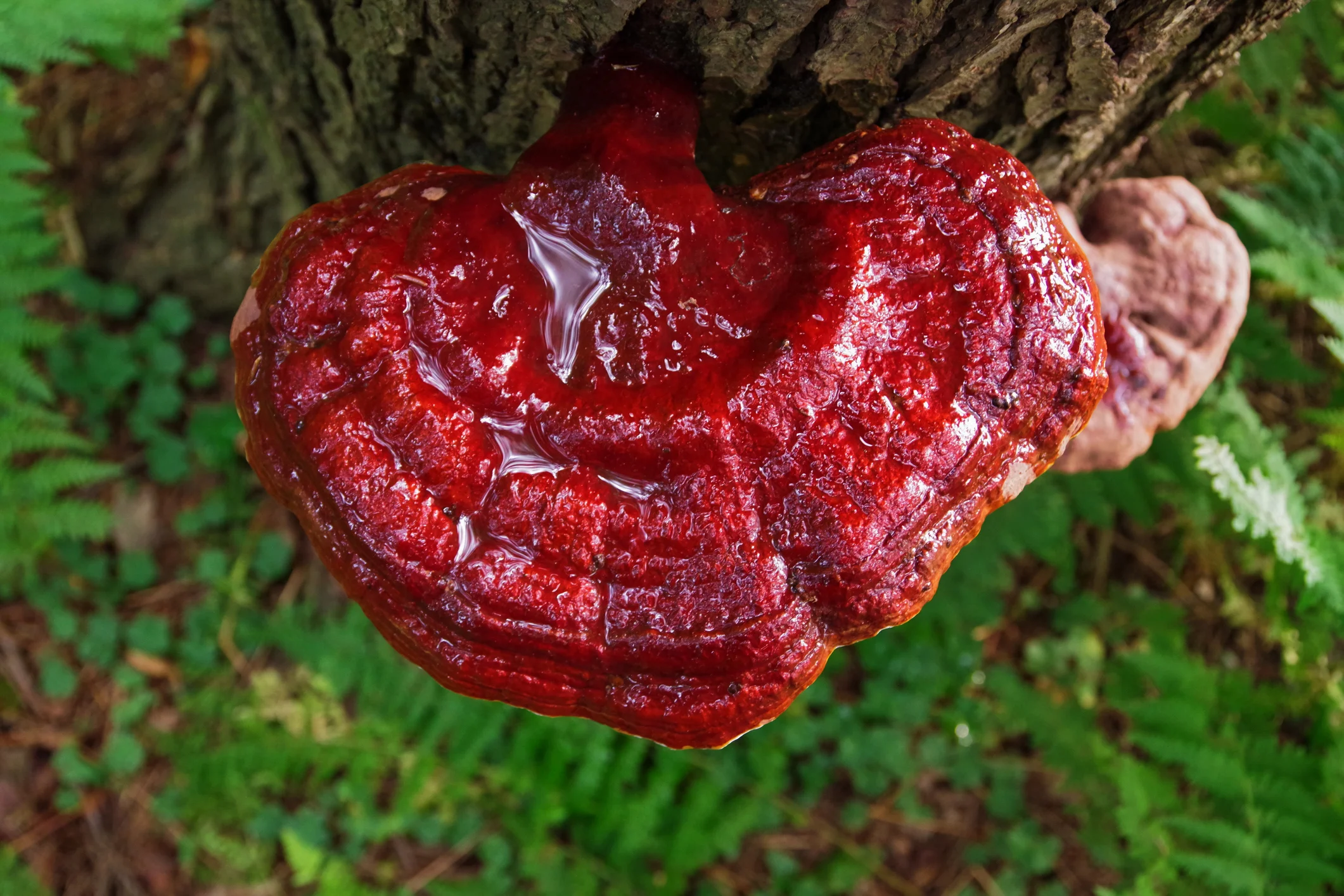 Wellness Profile: Reishi Mushroom