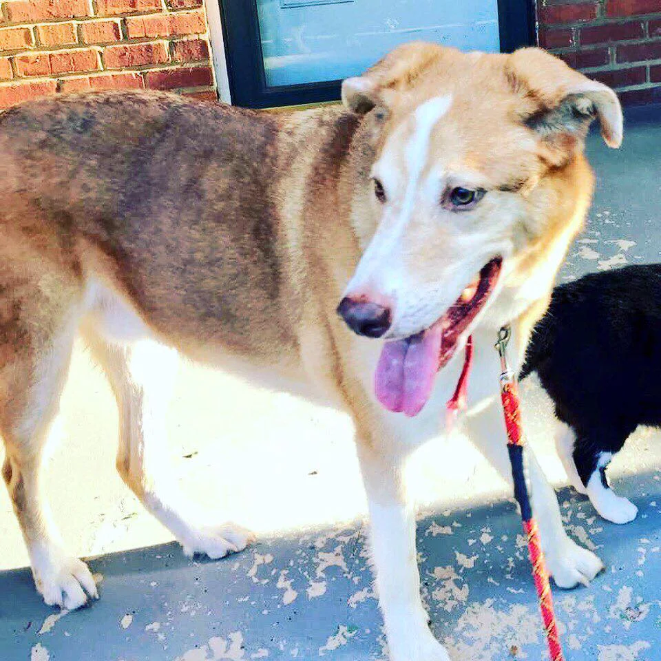 HELP FIND BARNEY! LOST 9/3 NEAR ANACOSTIA PARK