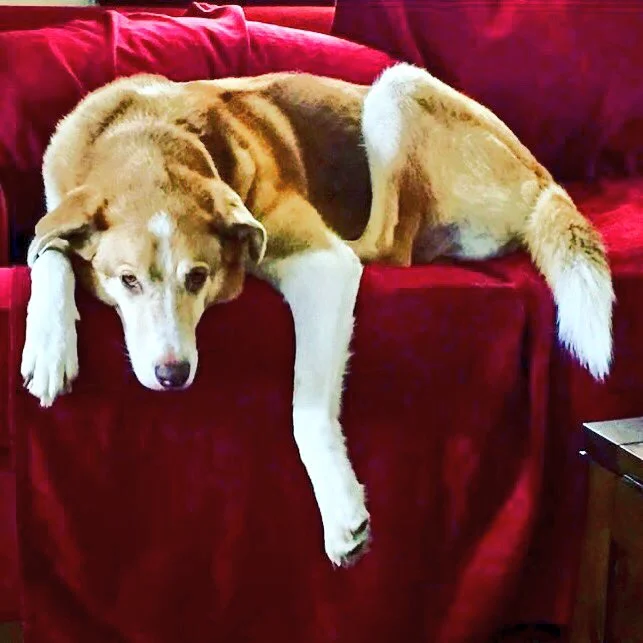 $500 REWARD FOR RETURN OF BARNEY