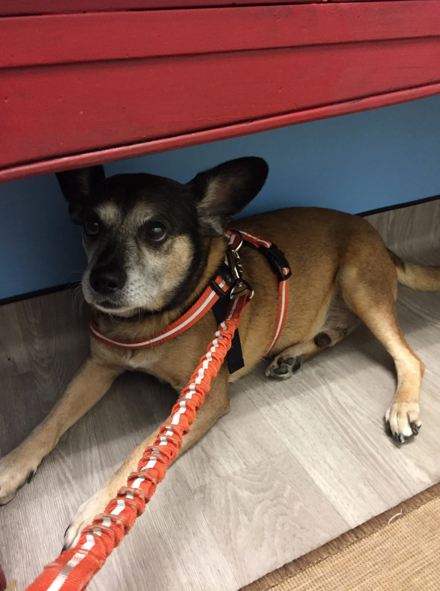 An update about Teddy, my best friend and CHotR partner