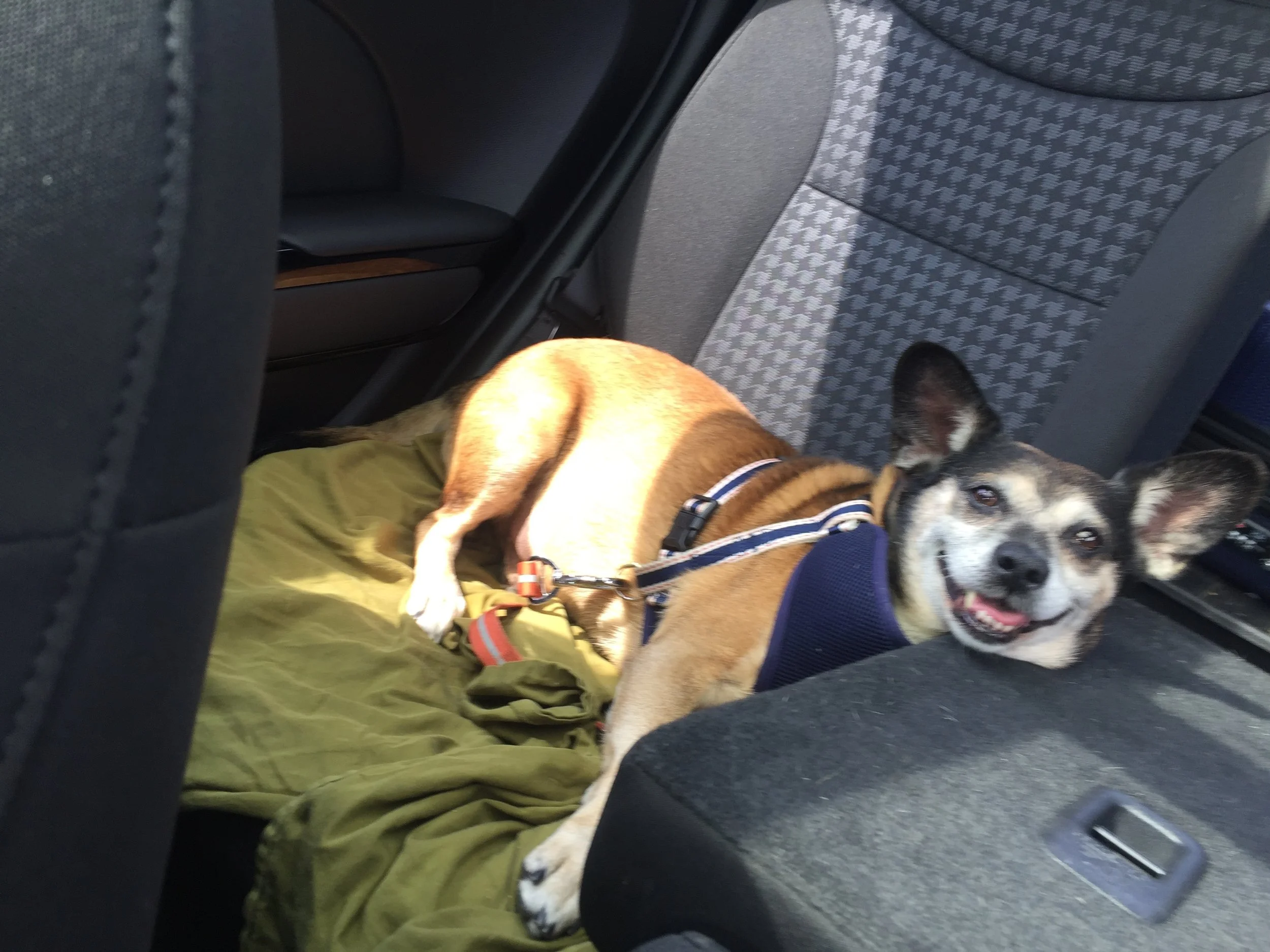 Happy Day: Somebody got their stitches & cone removed!